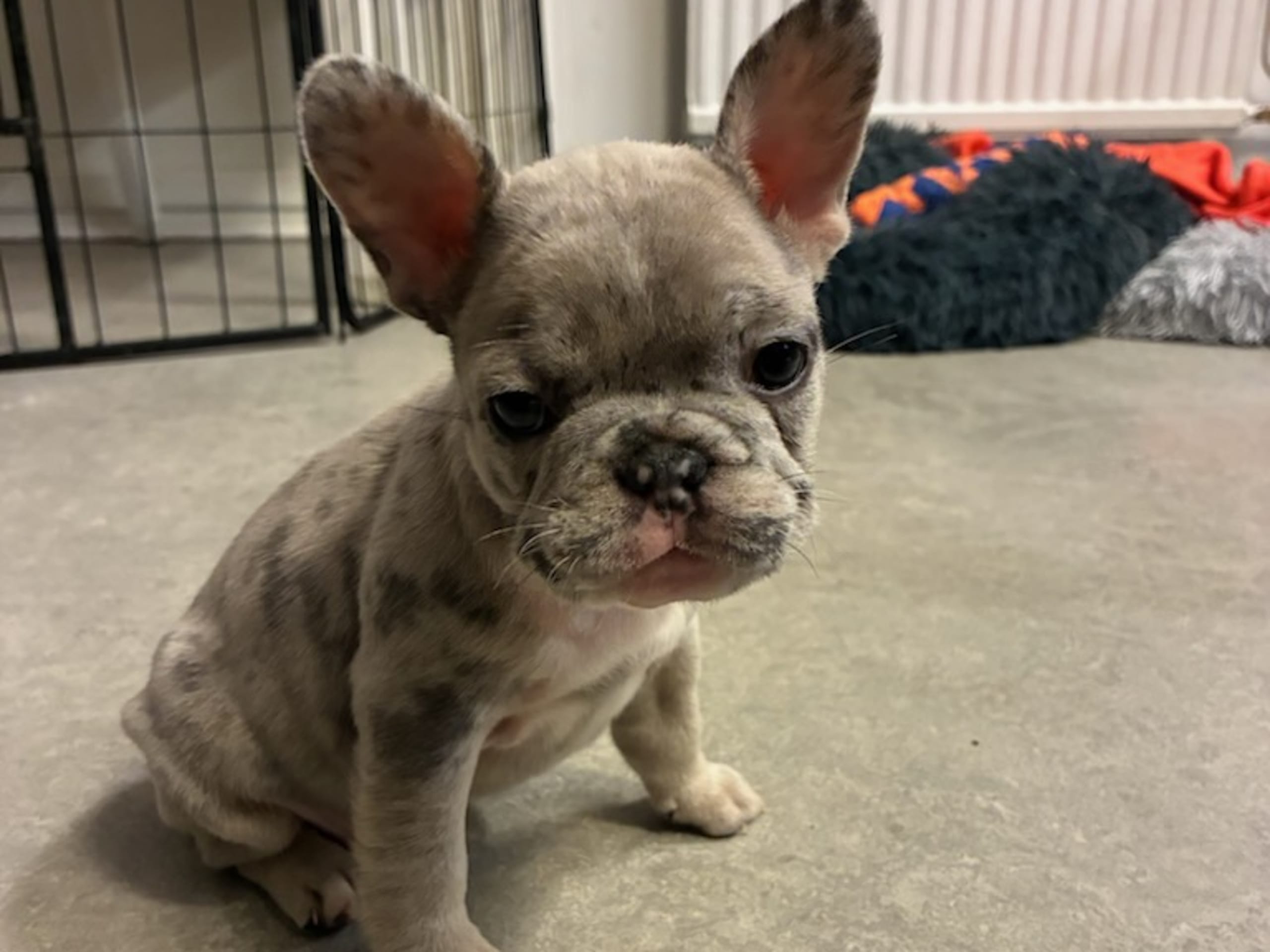 Fransk bulldogg