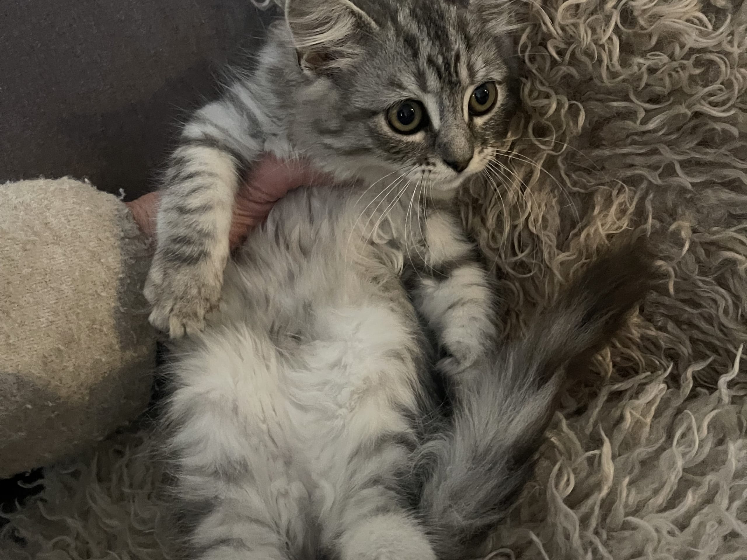 Ragdoll · Göteborg · Ulrica C.