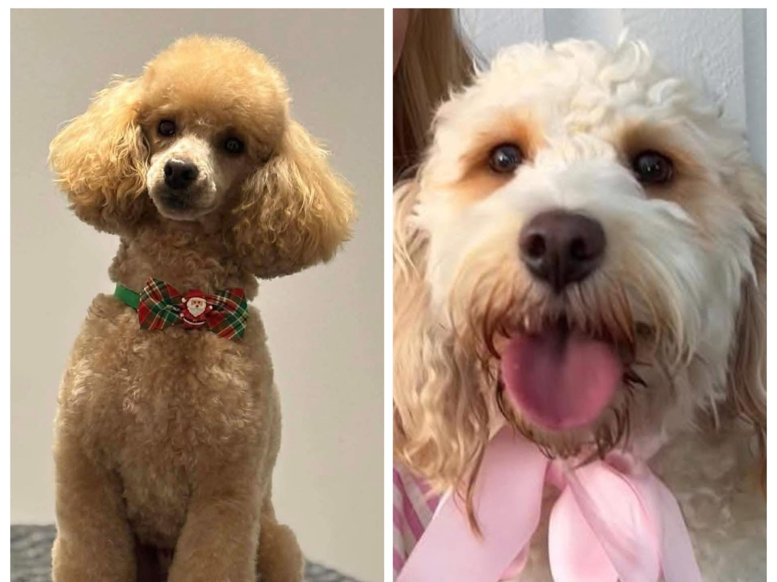 Cockerpoo · Gävle · Eva K.