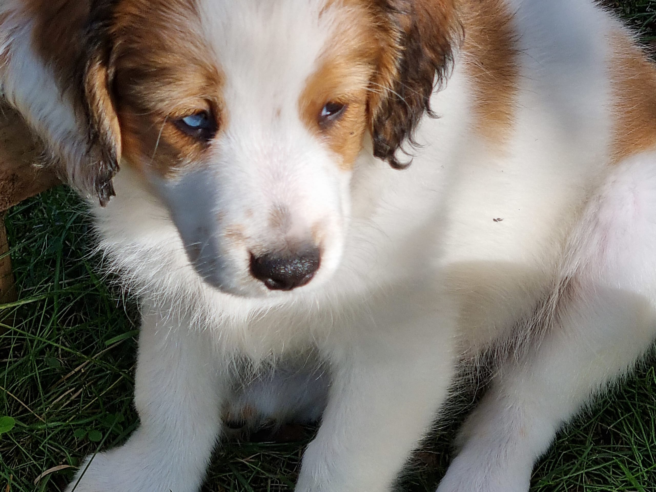 Nederlandse kooikerhondje