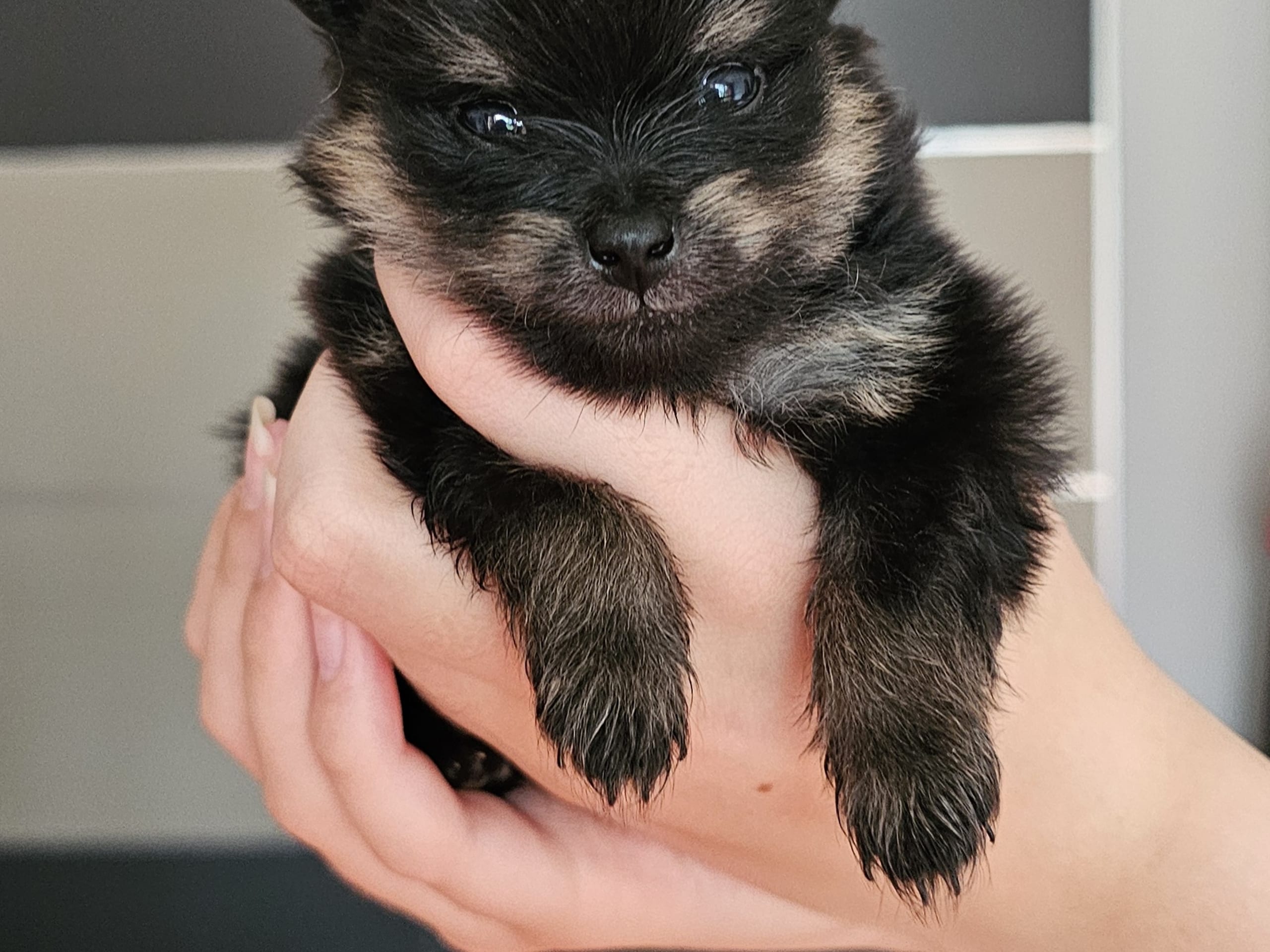Pomeranian · Enköping · Pomsik Rakaaig