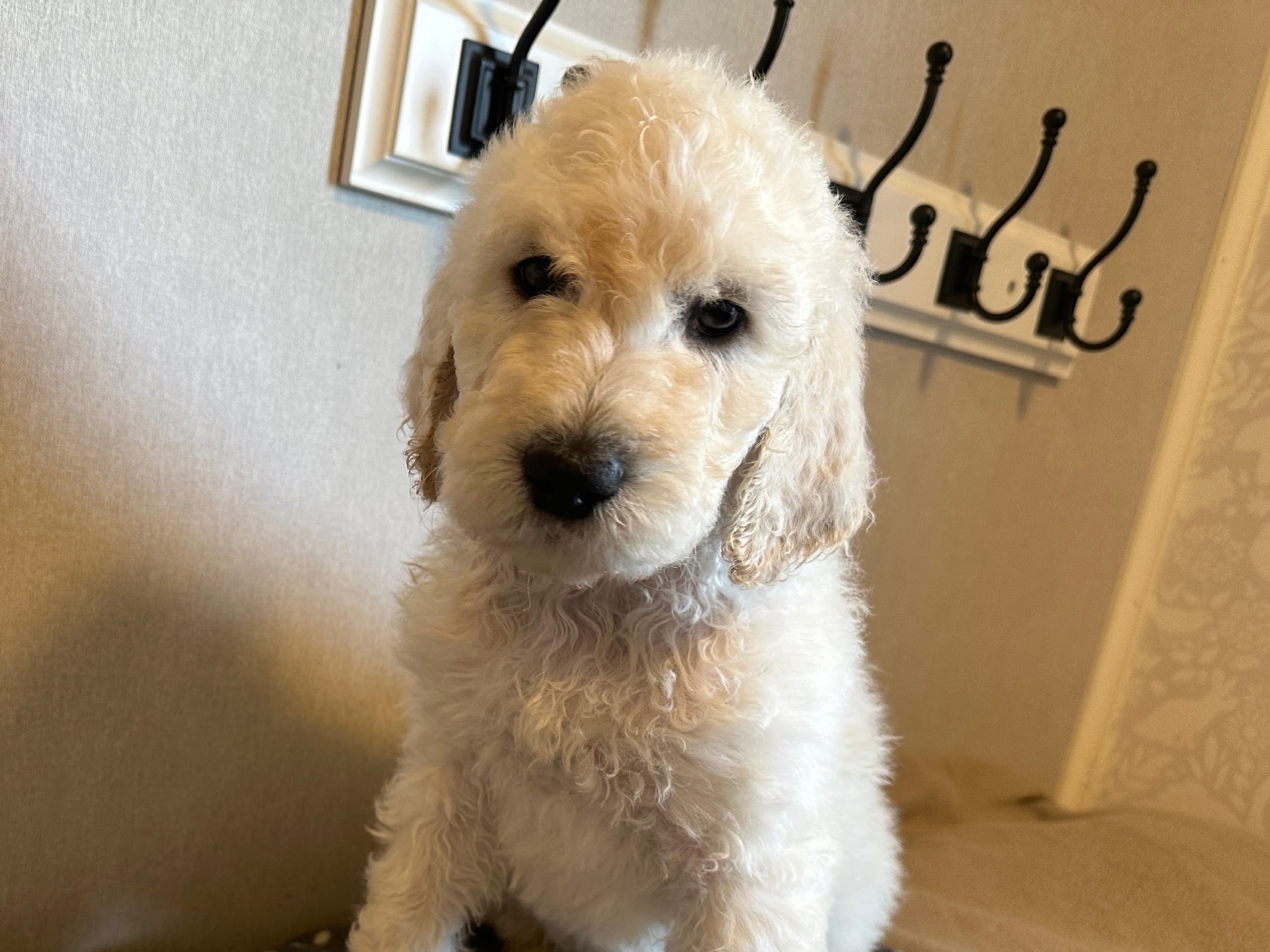 Goldendoodle