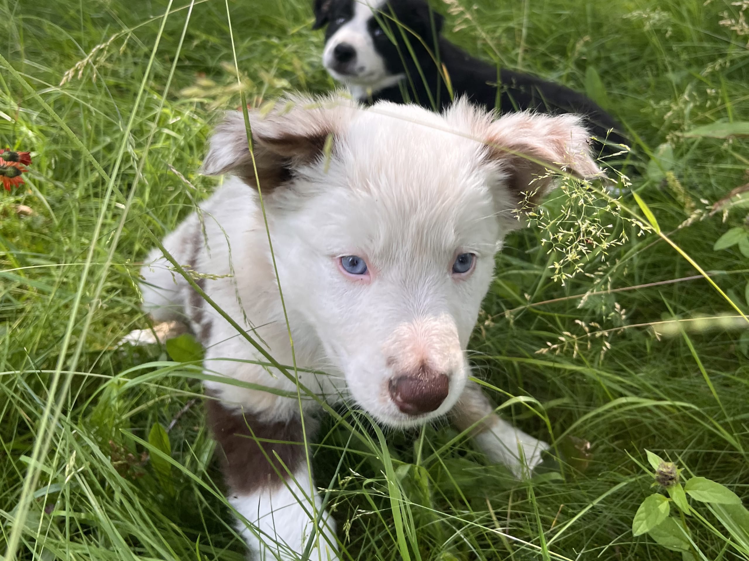 Border collie/ Australien shepard · Tierp · Anna K.