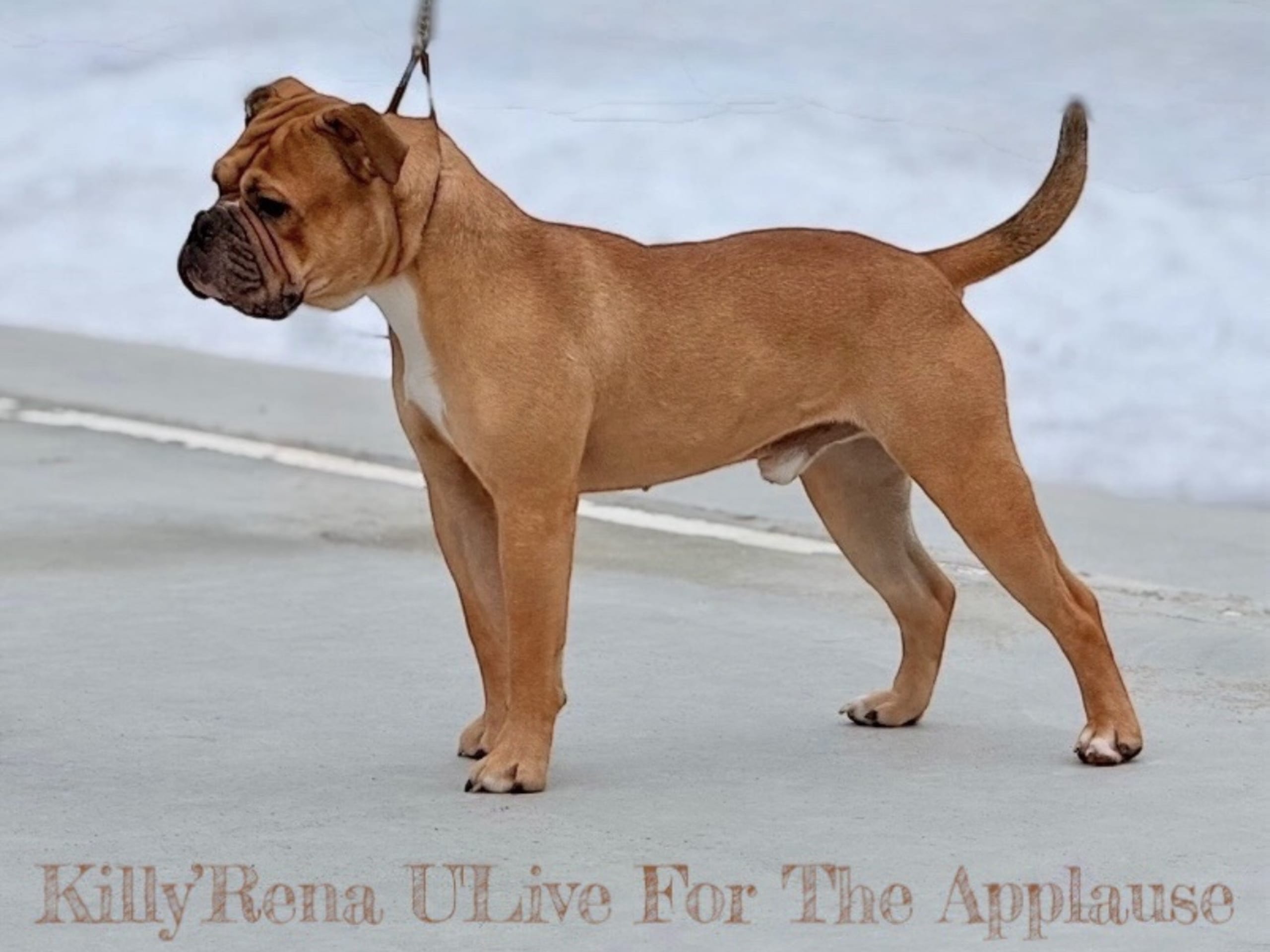 Continental Bulldog