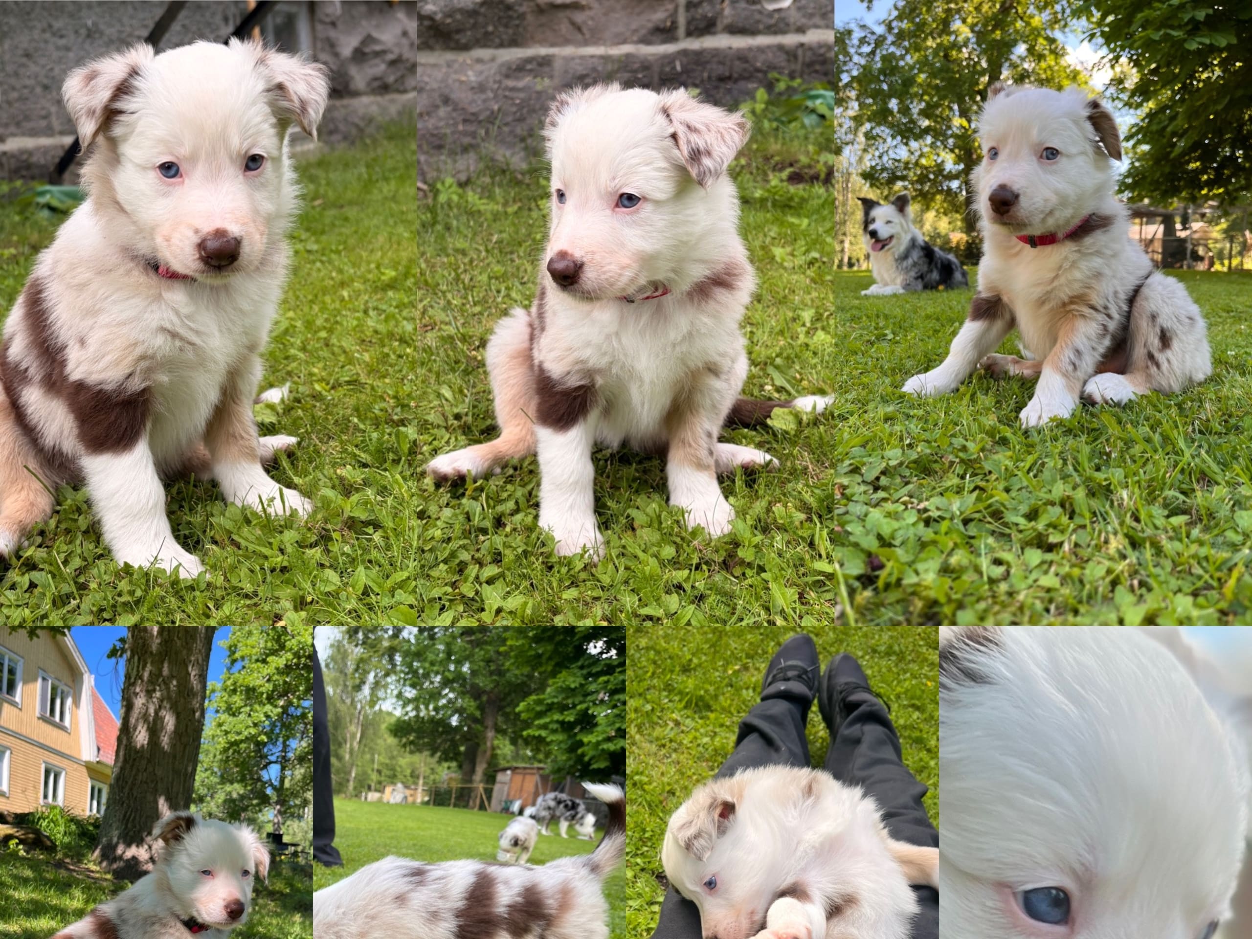 Border collie/ Australien shepard · Tierp · Anna K.