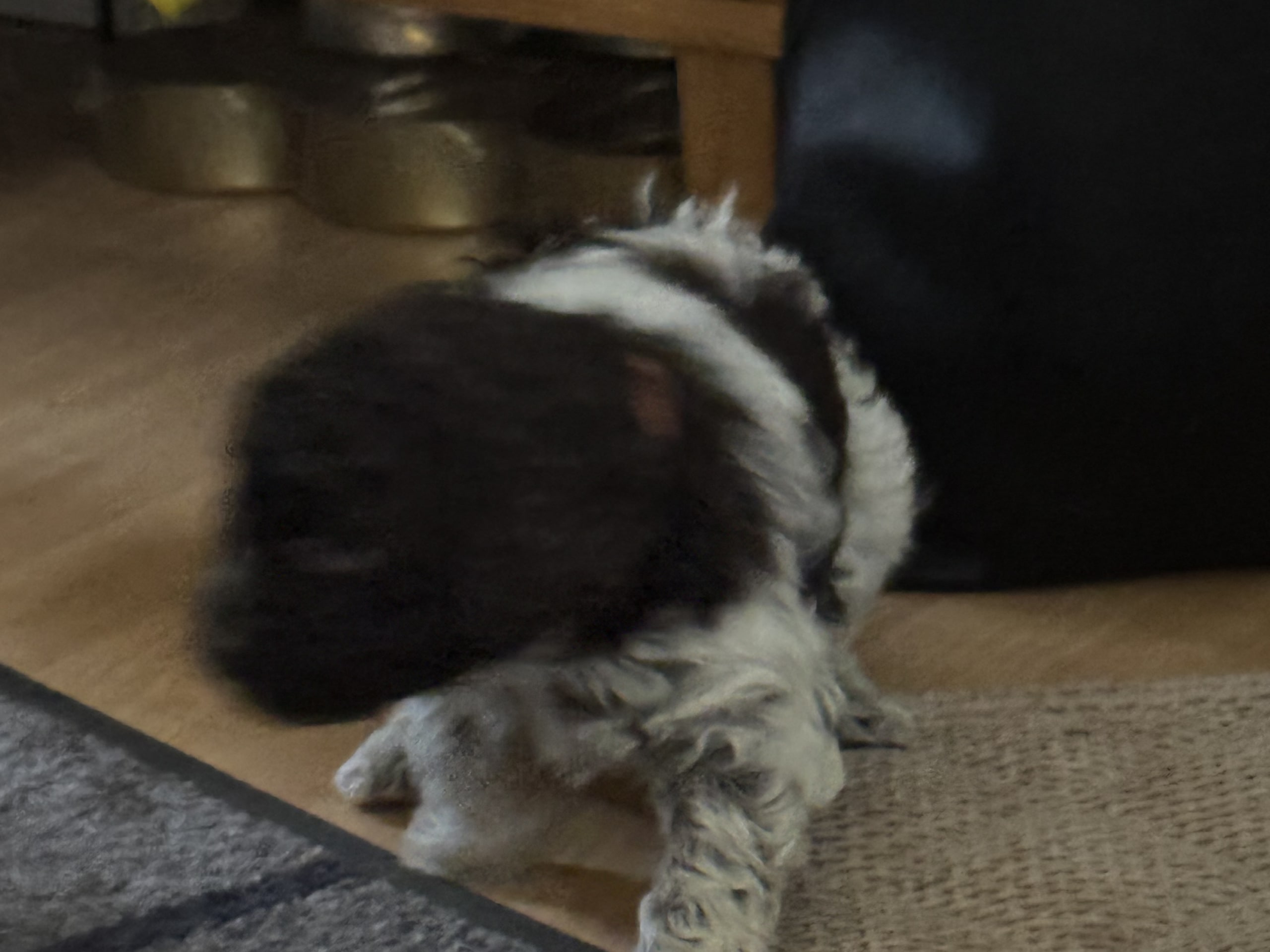 Lagotto romagnolo