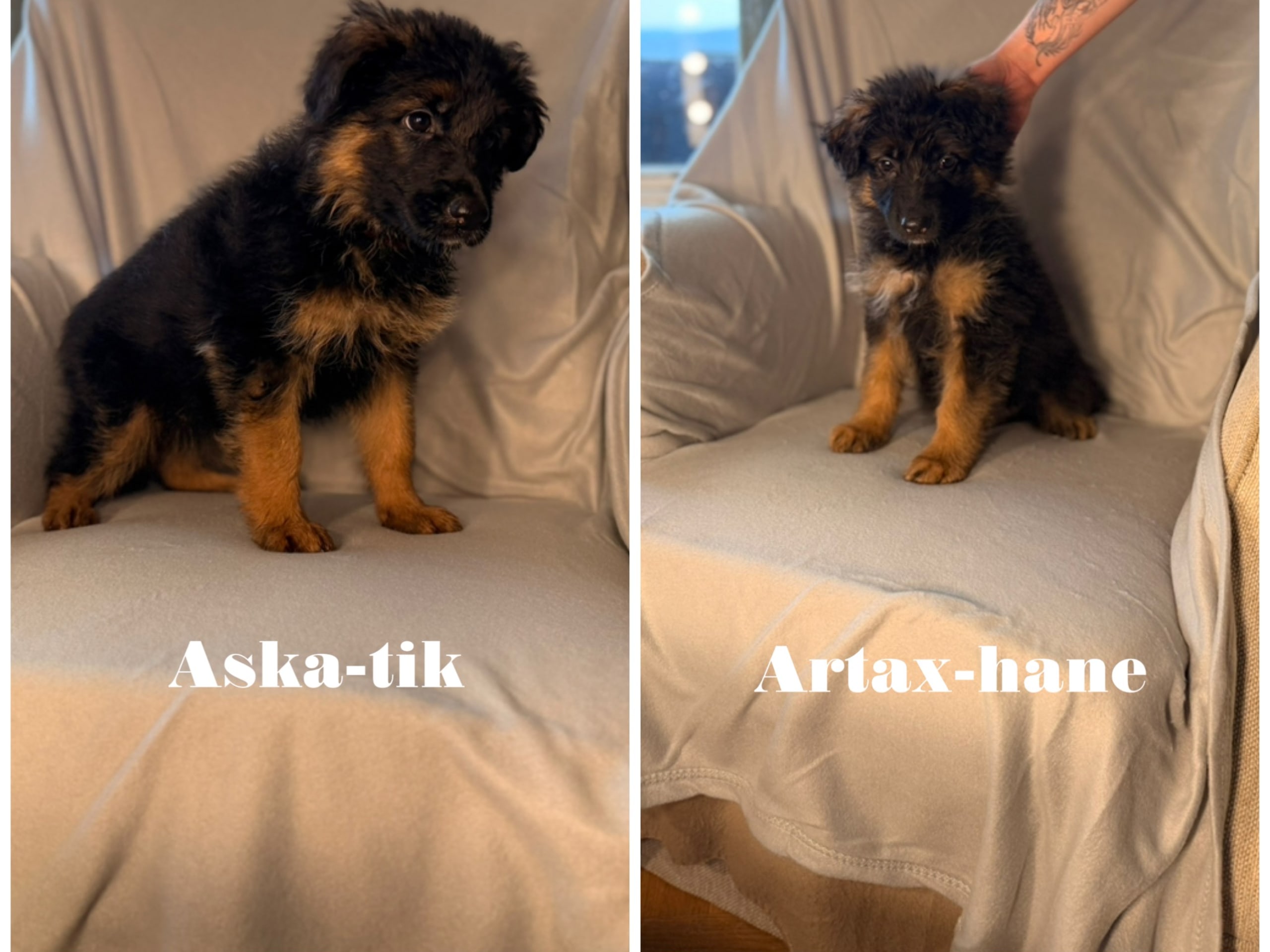 Tysk Schäferhund · Rävlanda · Sheperd Guardians
