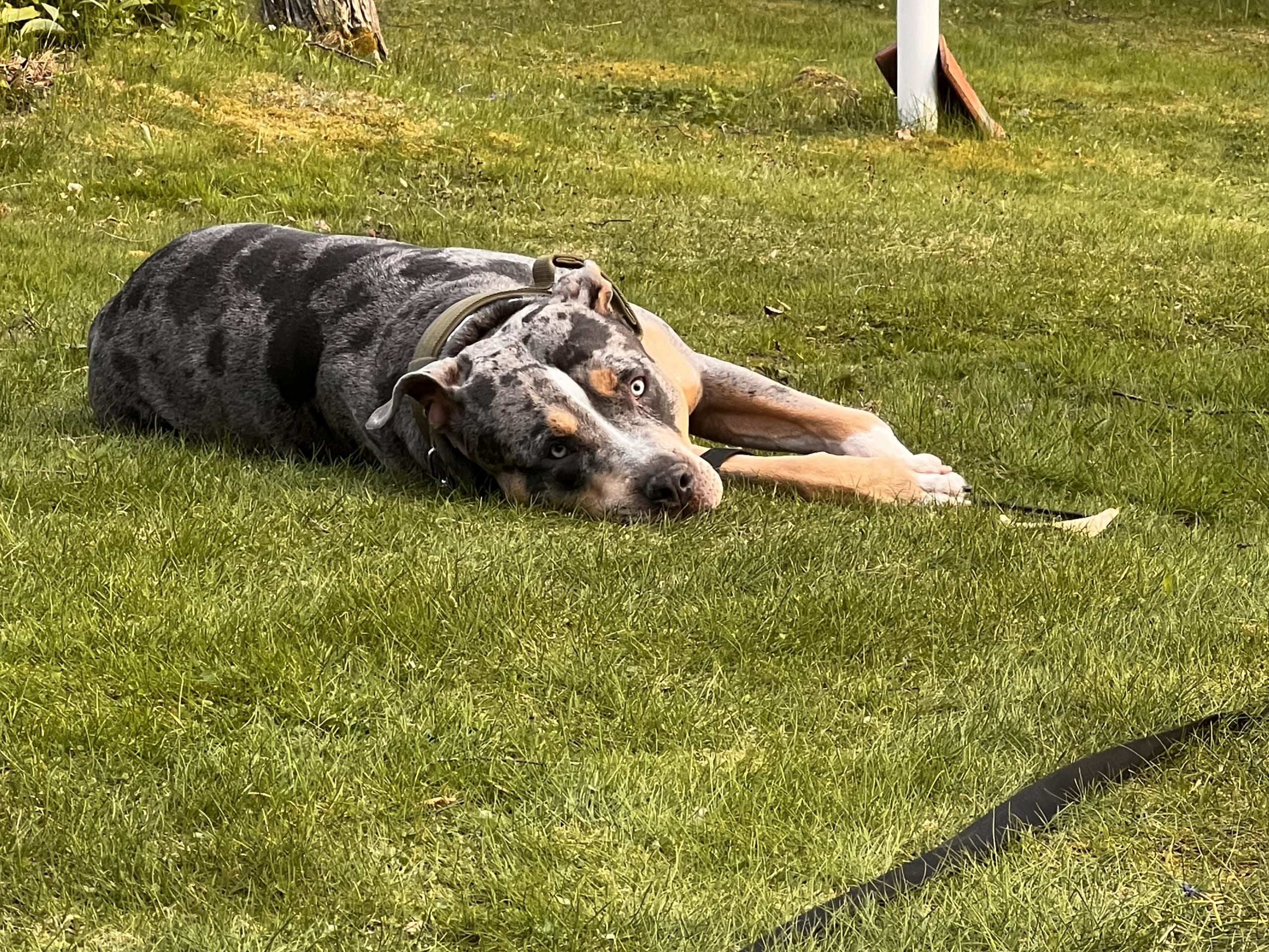 American bully · Sollentuna · Raul C.