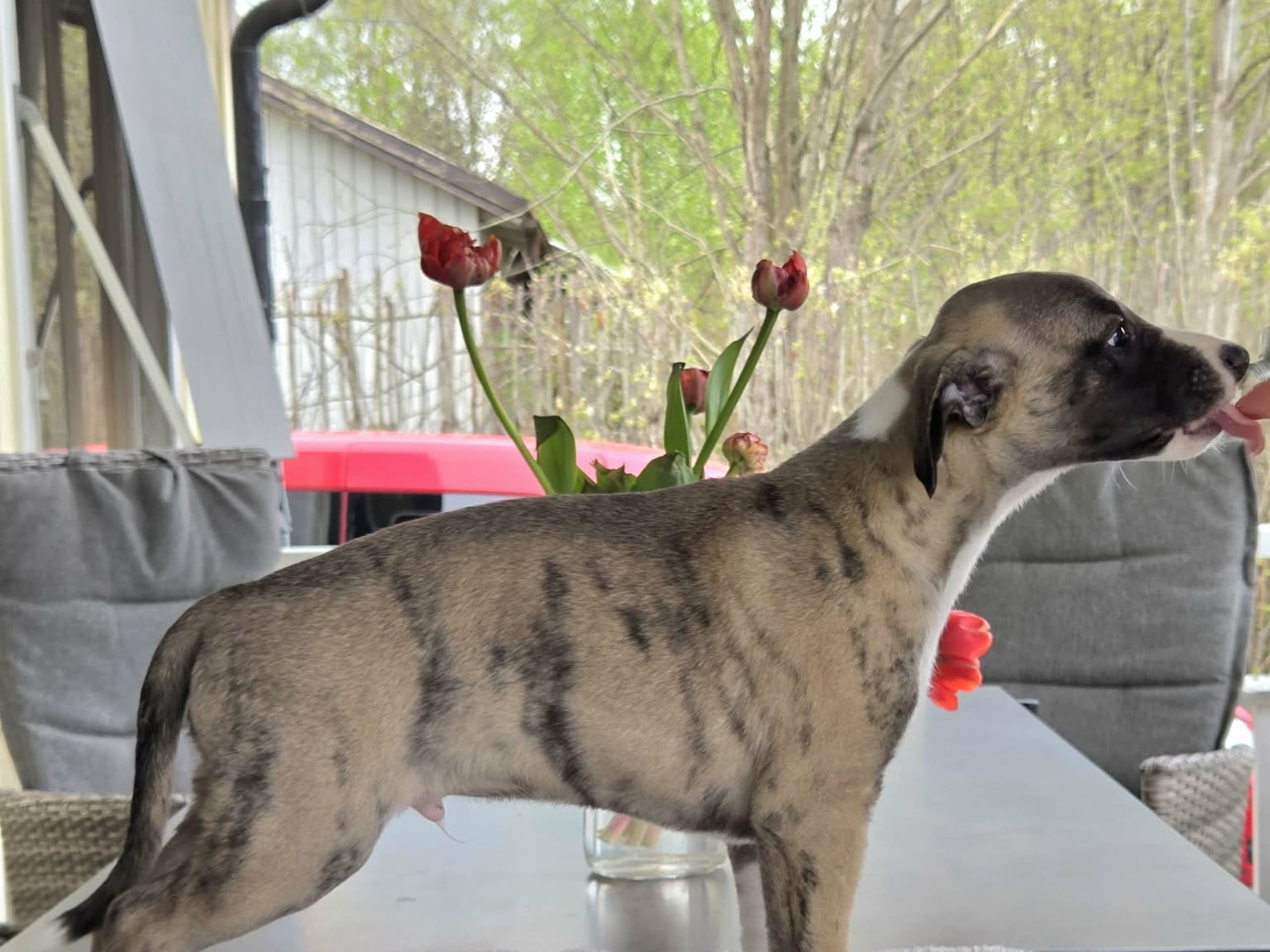 Whippet