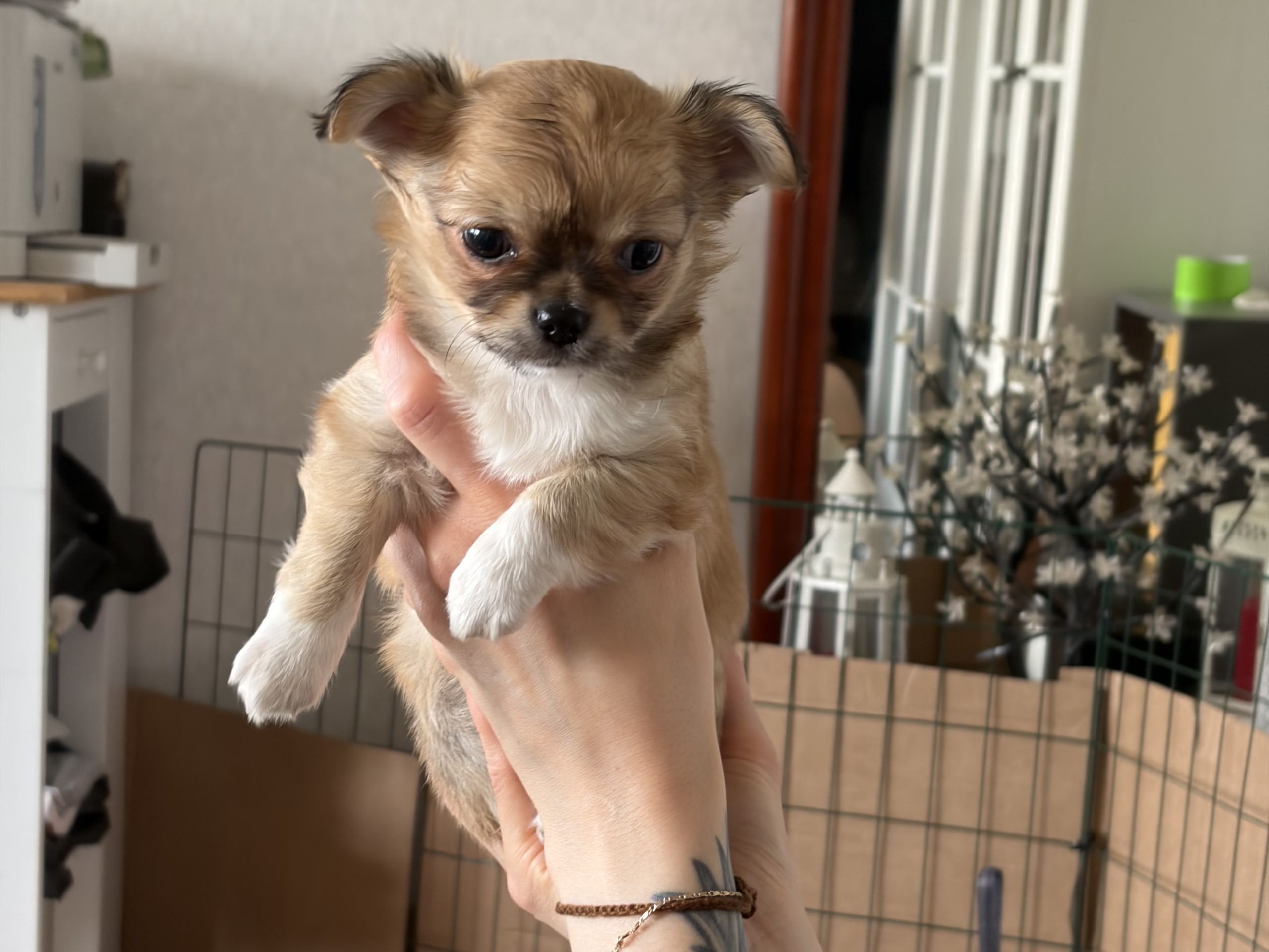 Chihuahua