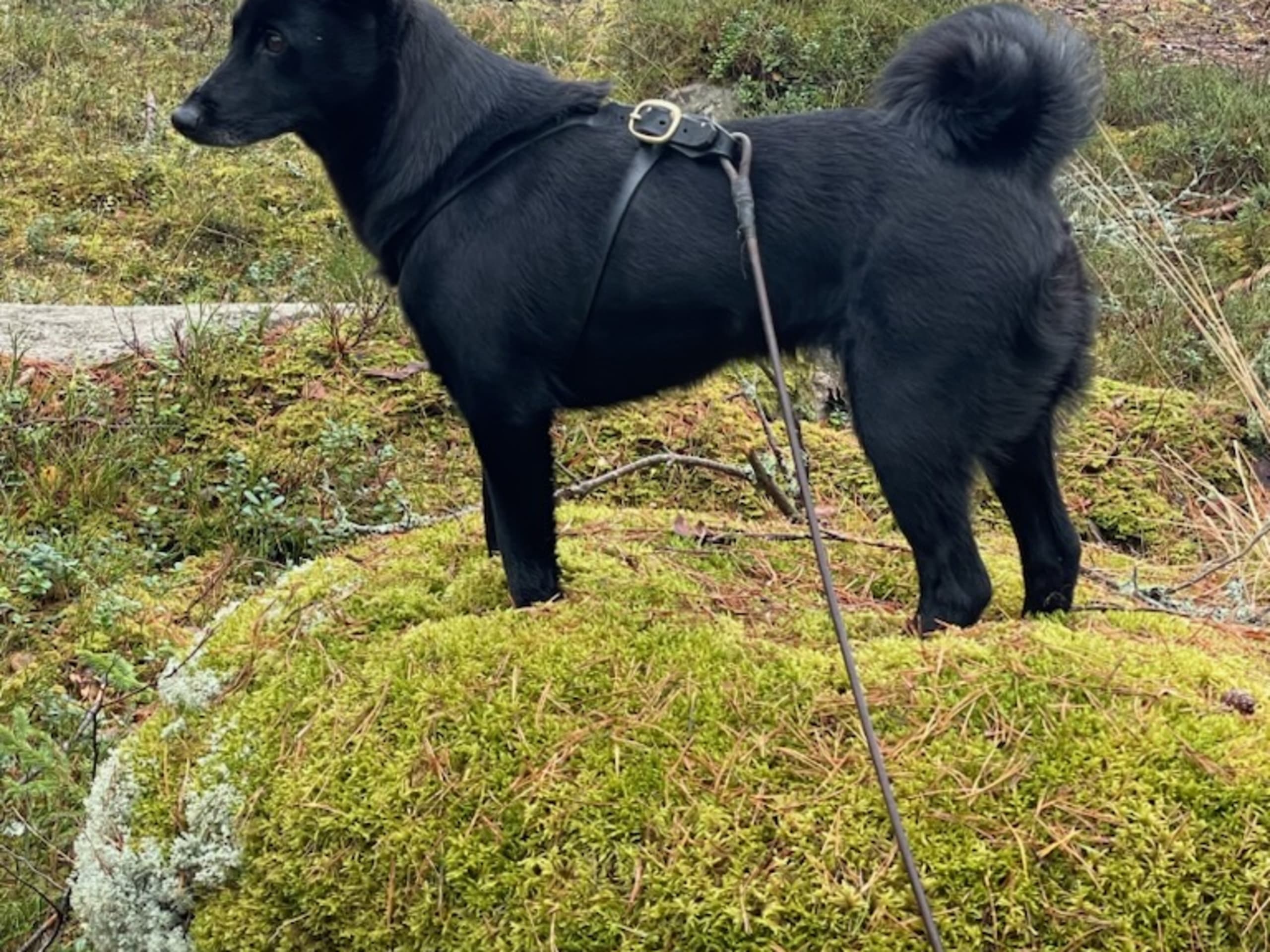 Norsk elghund, sort · Möklinta · Svartspetsen