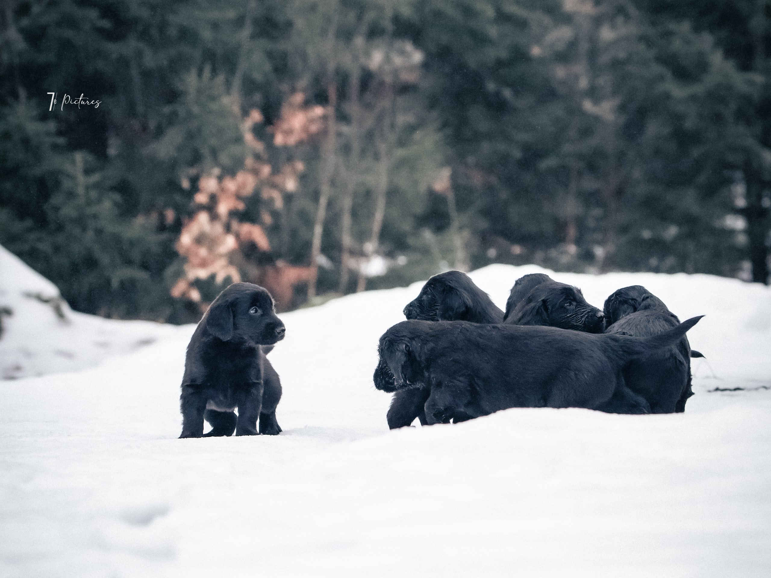 Flatcoated retriever