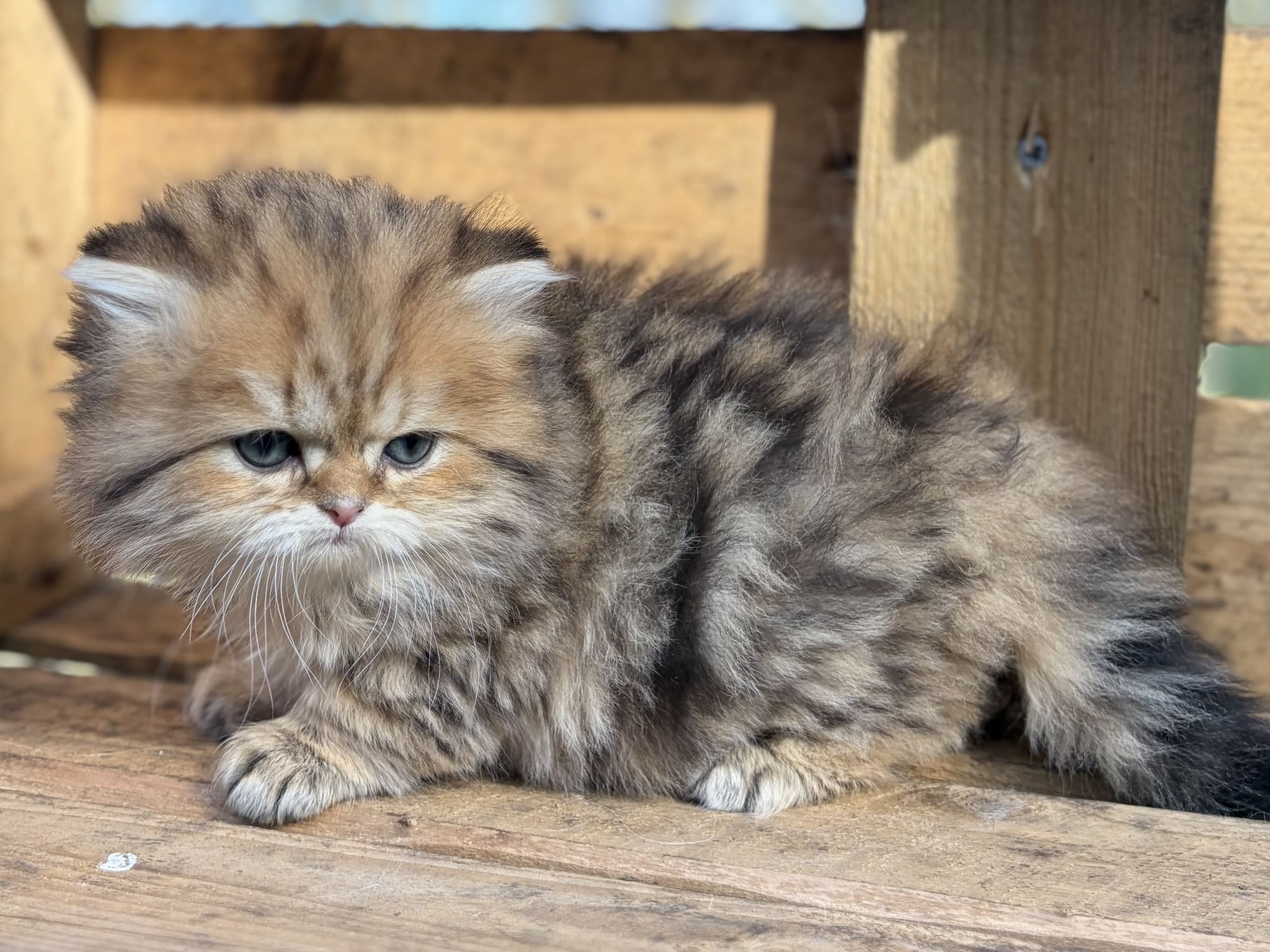 SE*Lilla Kattmakeriet