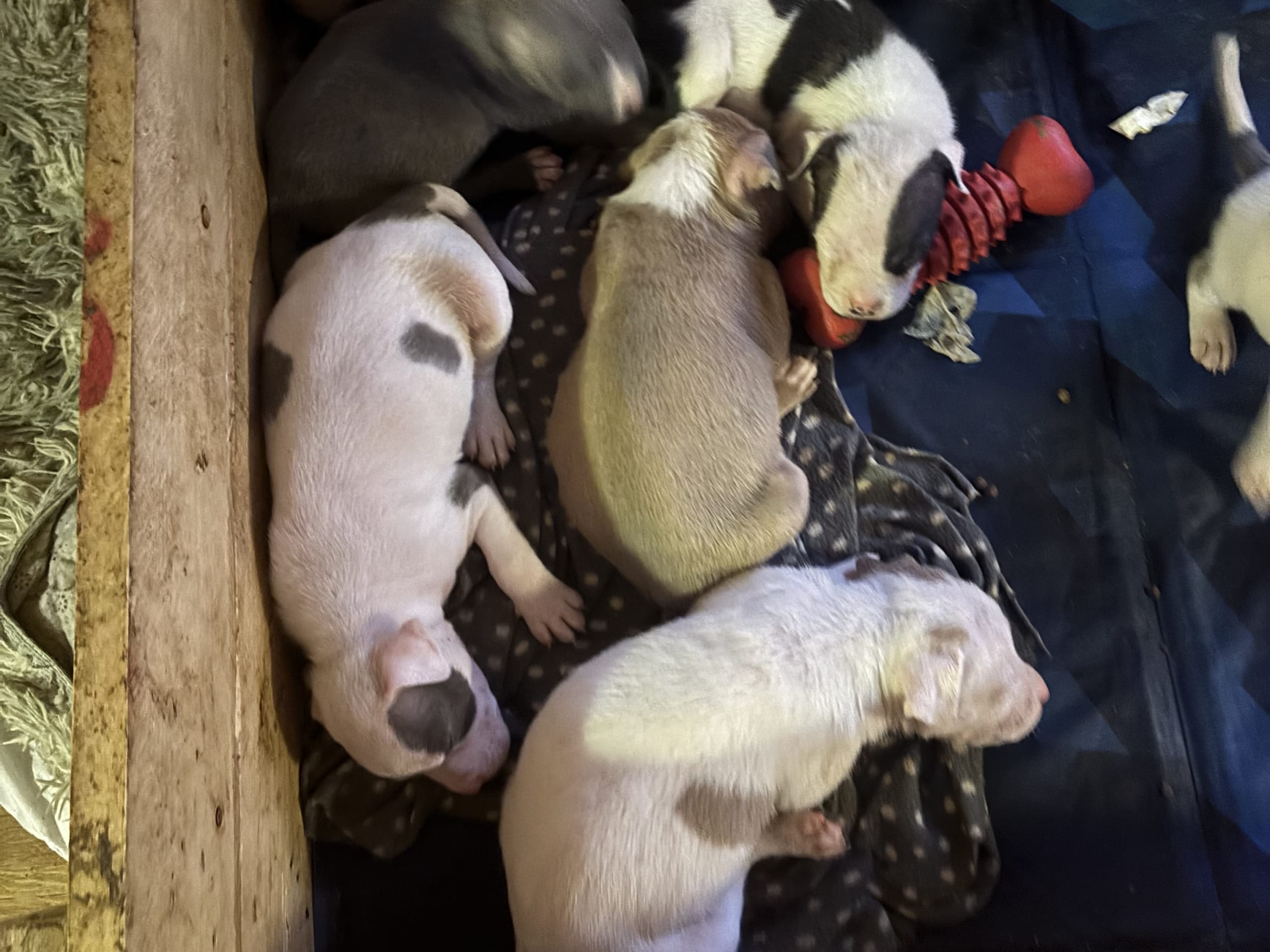 Staffordshire bullterrier · Skogn · Viking Stafforsdshire