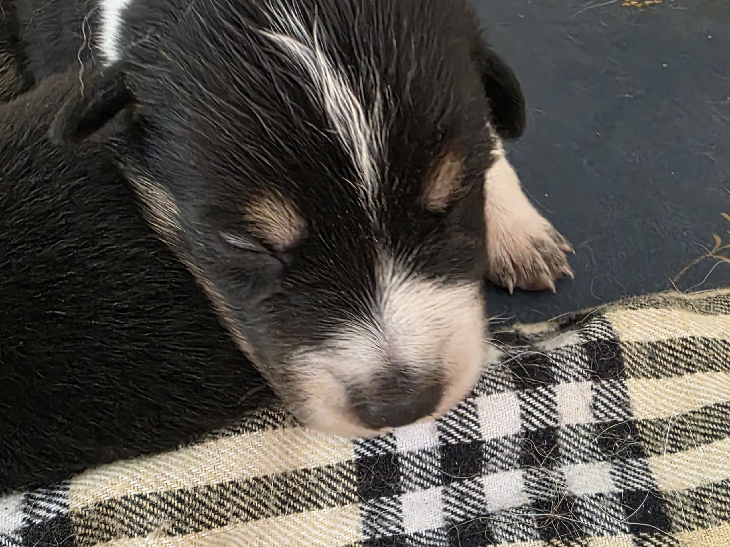 Border collie og shettland sheepdog miks · Midsund · Carola