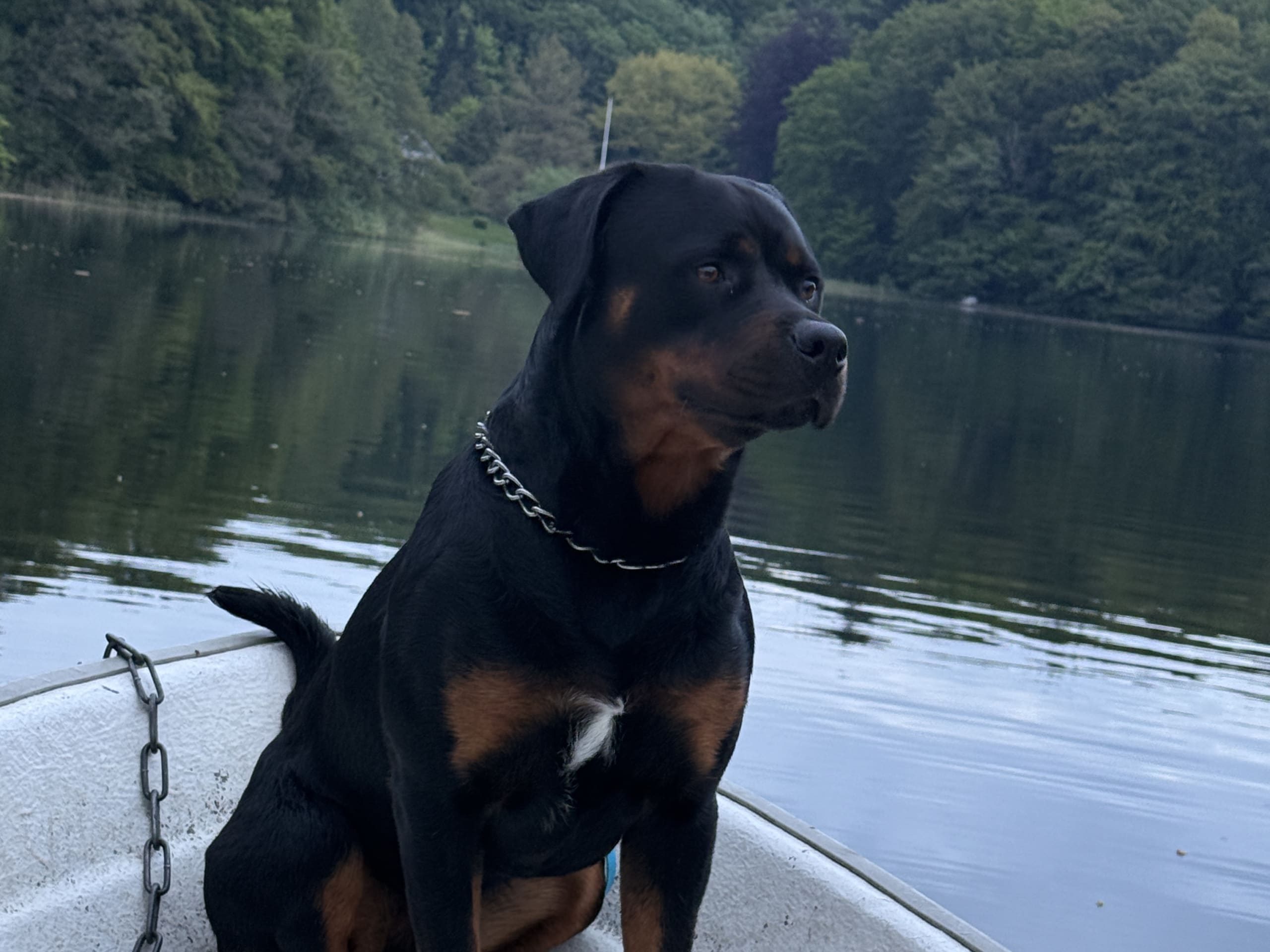Rottweiler/American Bully XL · Gärsnäs · Helena L.