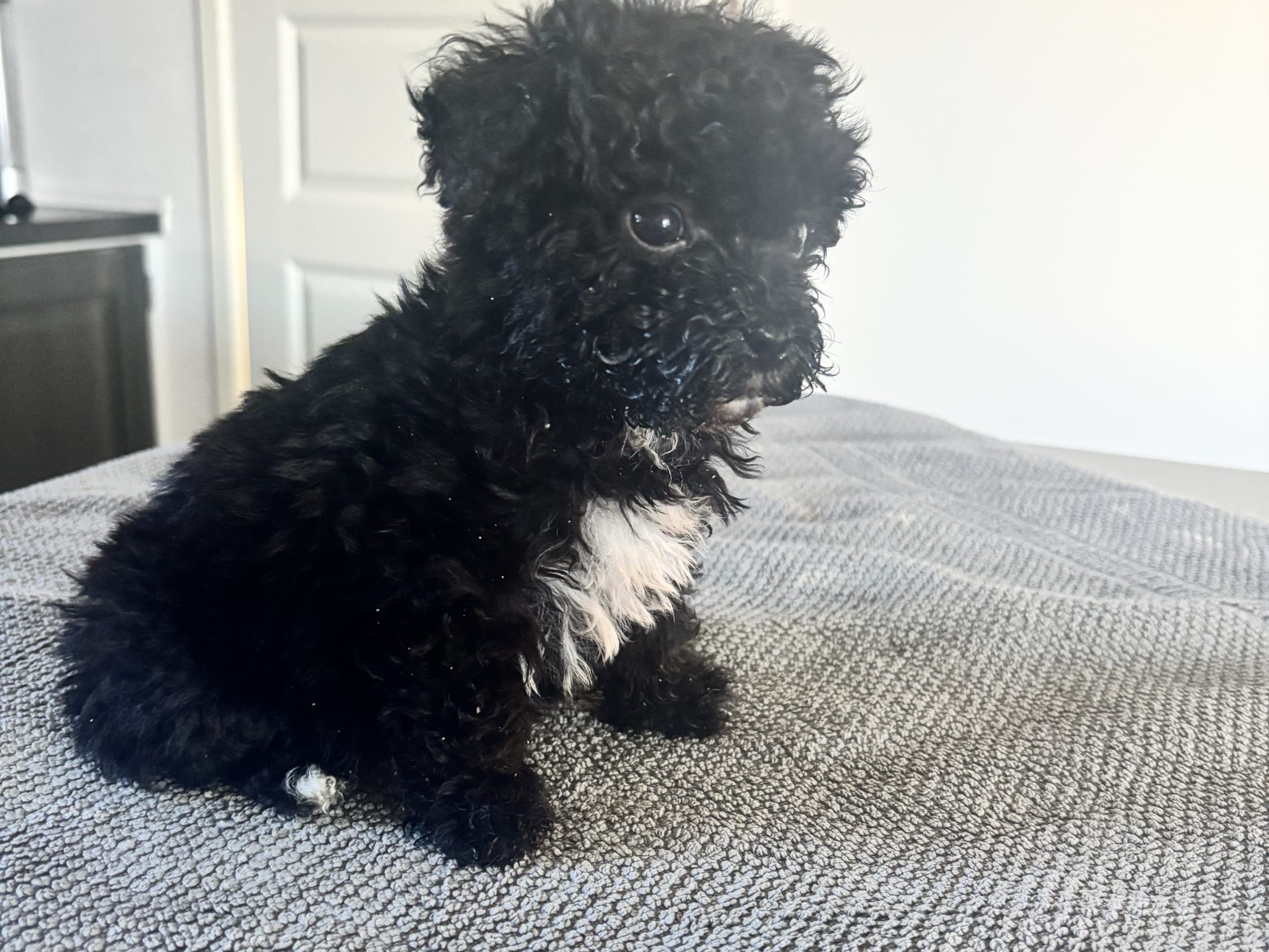 Shihpoo · Klippan · Shihpoo