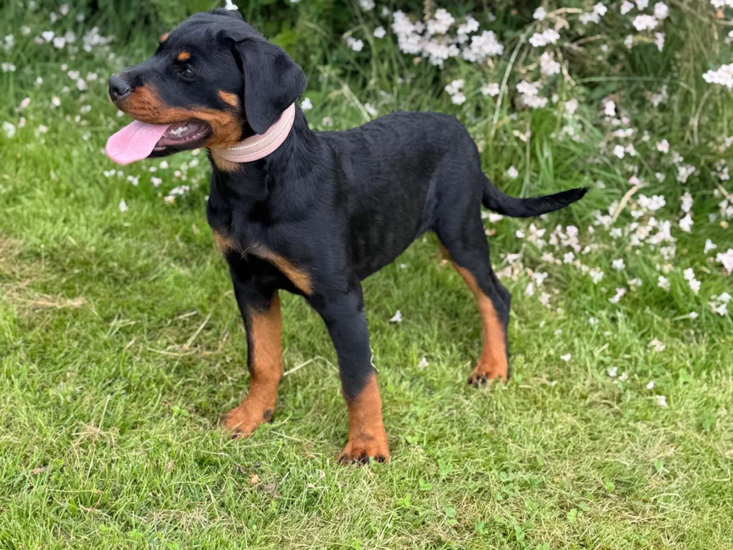 Rottweiler · Lödöse · Kennel Lexander's