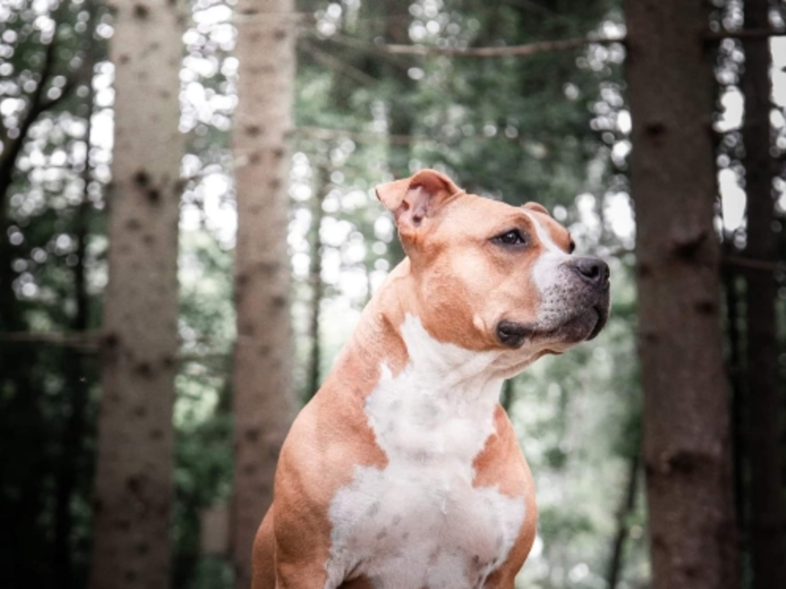 American Staffordshire Terrier