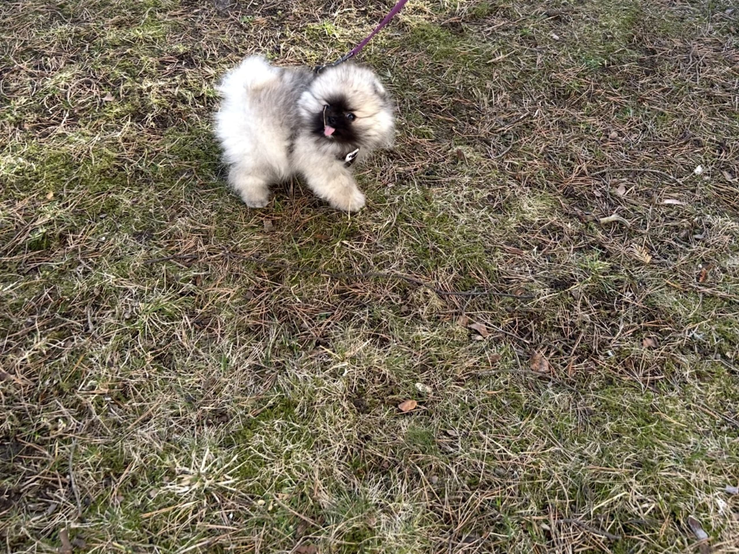 Pomeranian