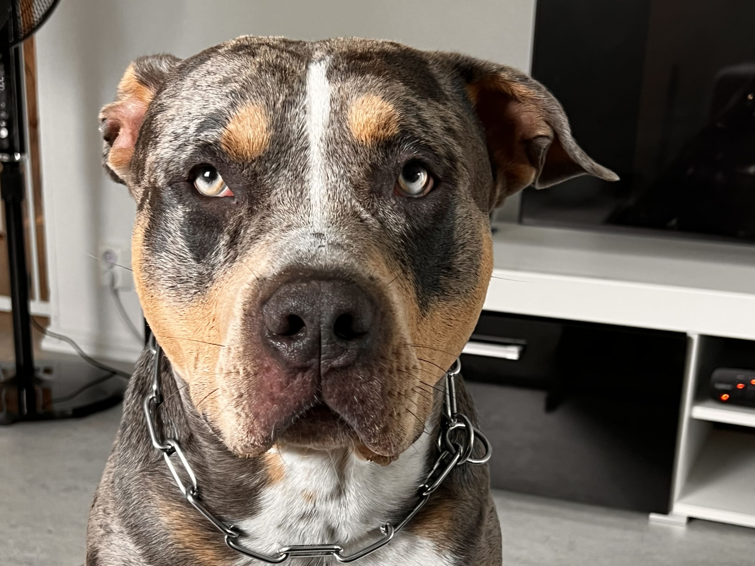 American bully · Sollentuna · Raul C.