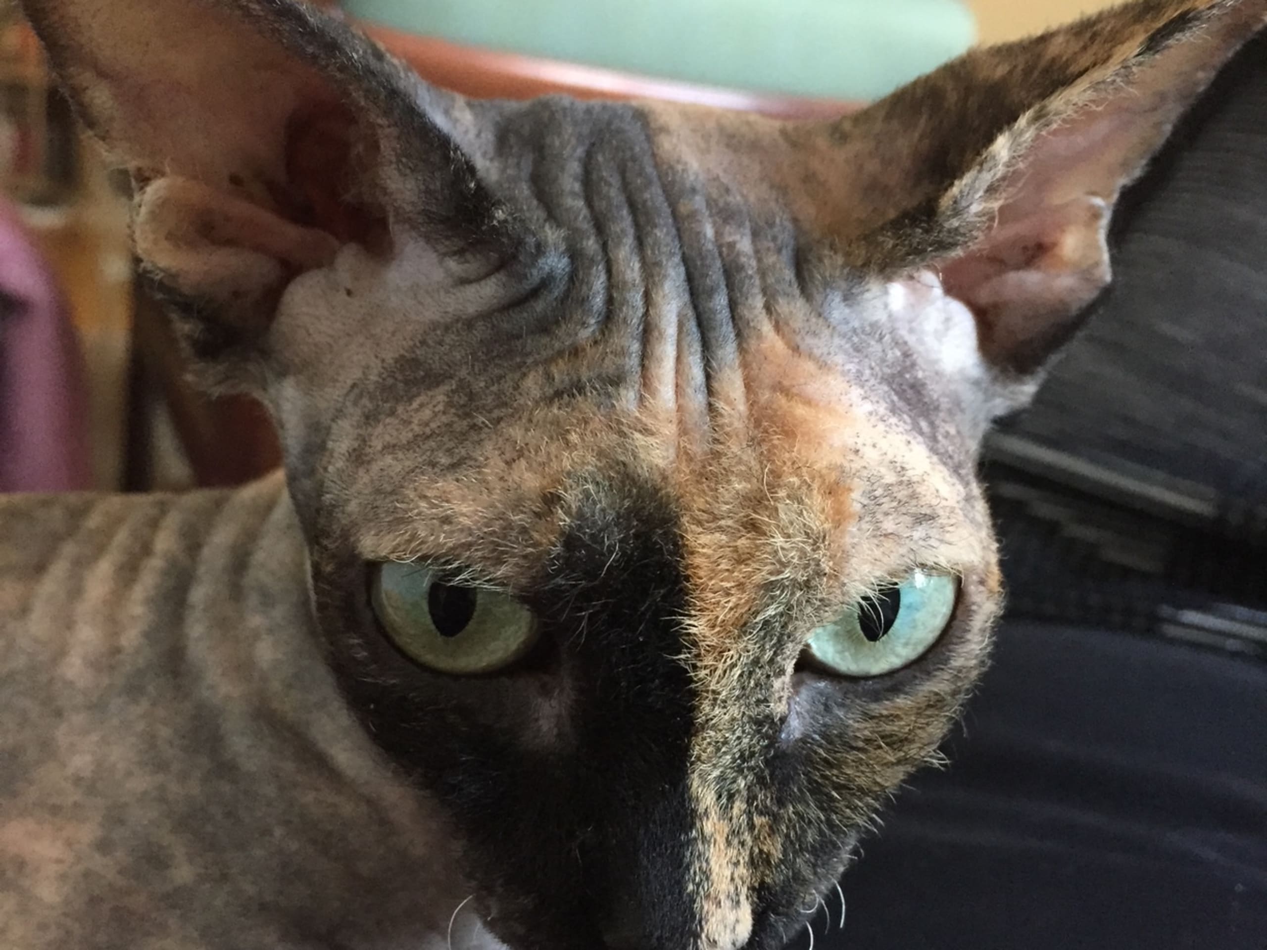 Sphynx · Solna · Kattis B.