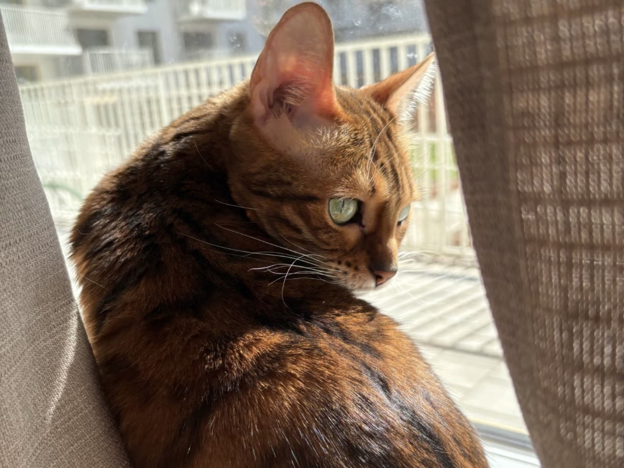 Bengal