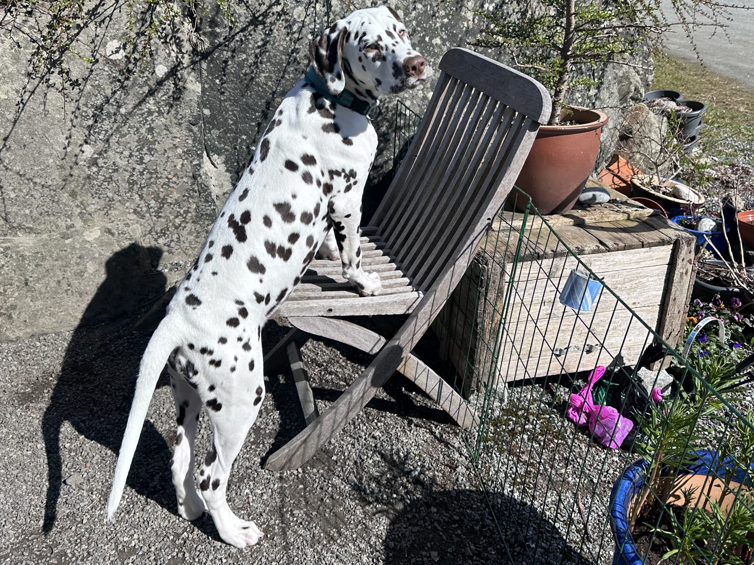 Dalmatiner