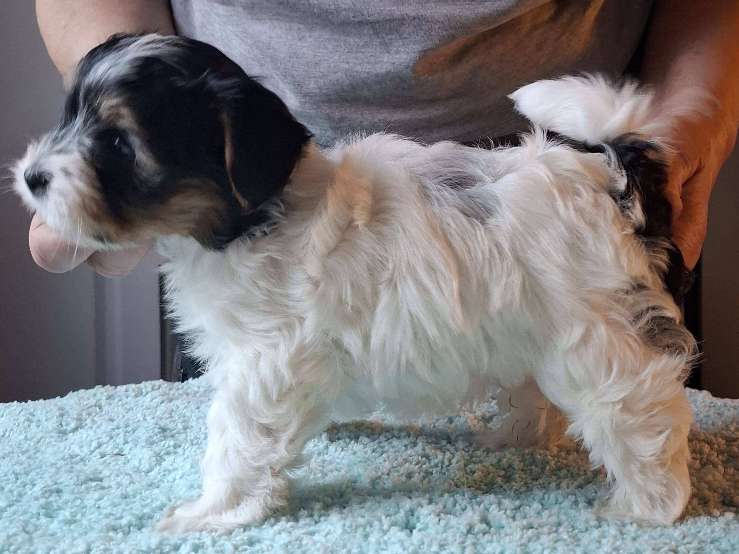 Biewer terrier