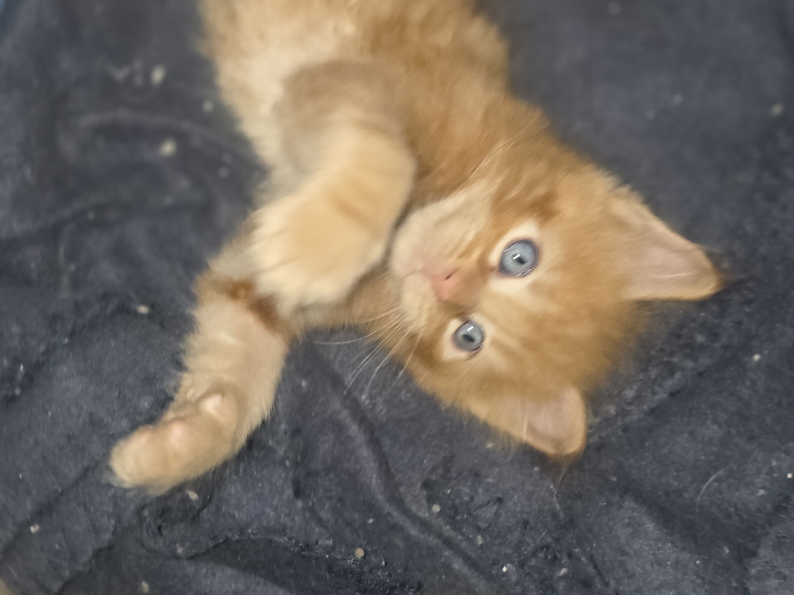 Maine Coon · Reinsvoll · Carina H.