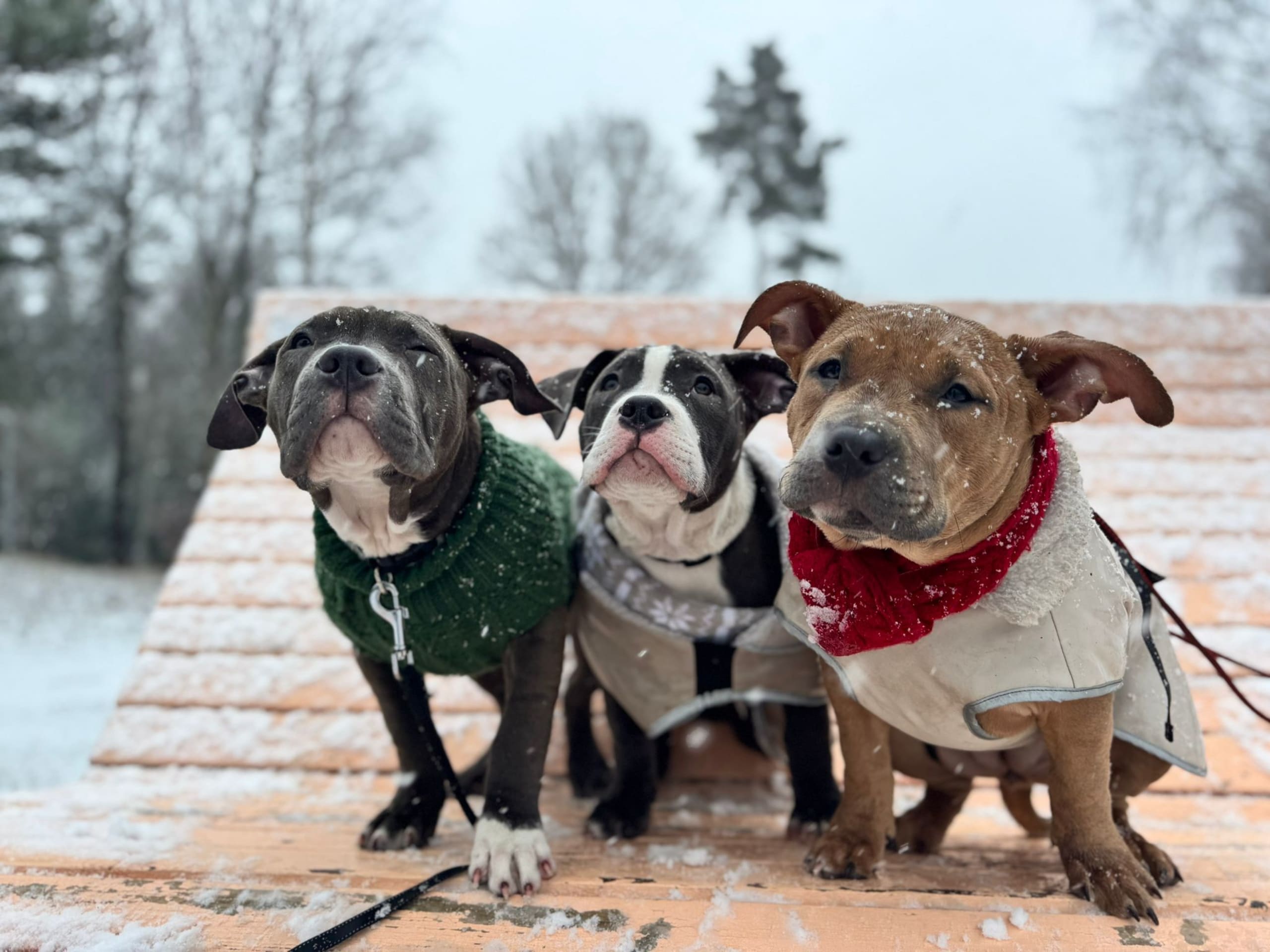 American bully