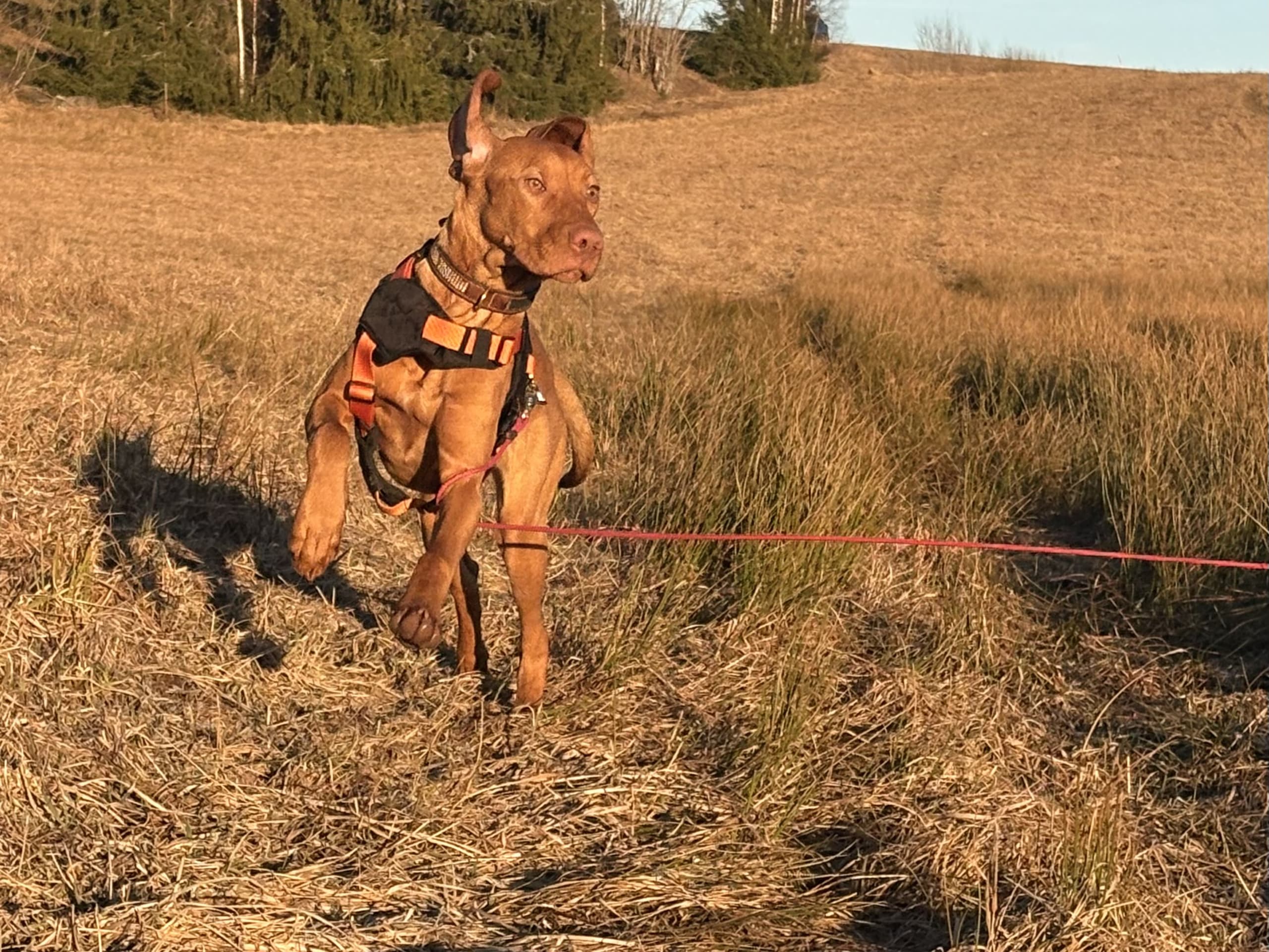 Ungersk vizsla
