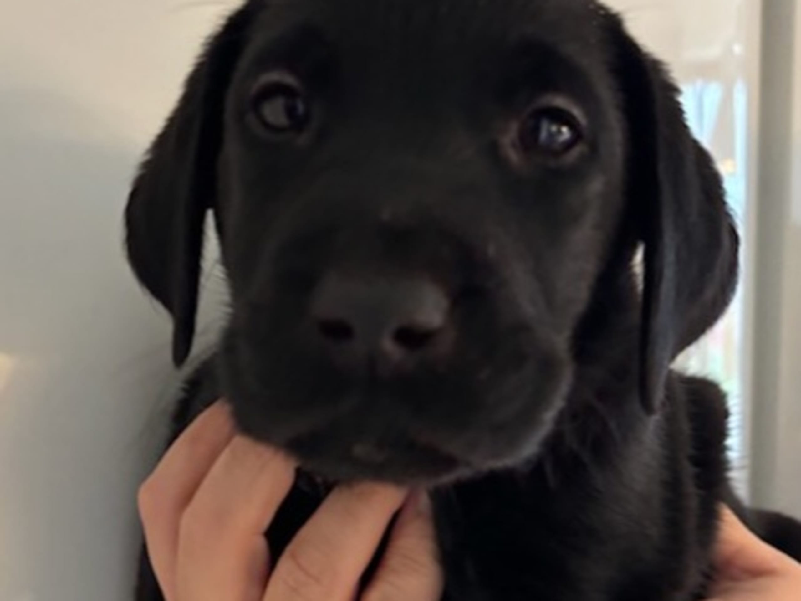 Labrador retriever