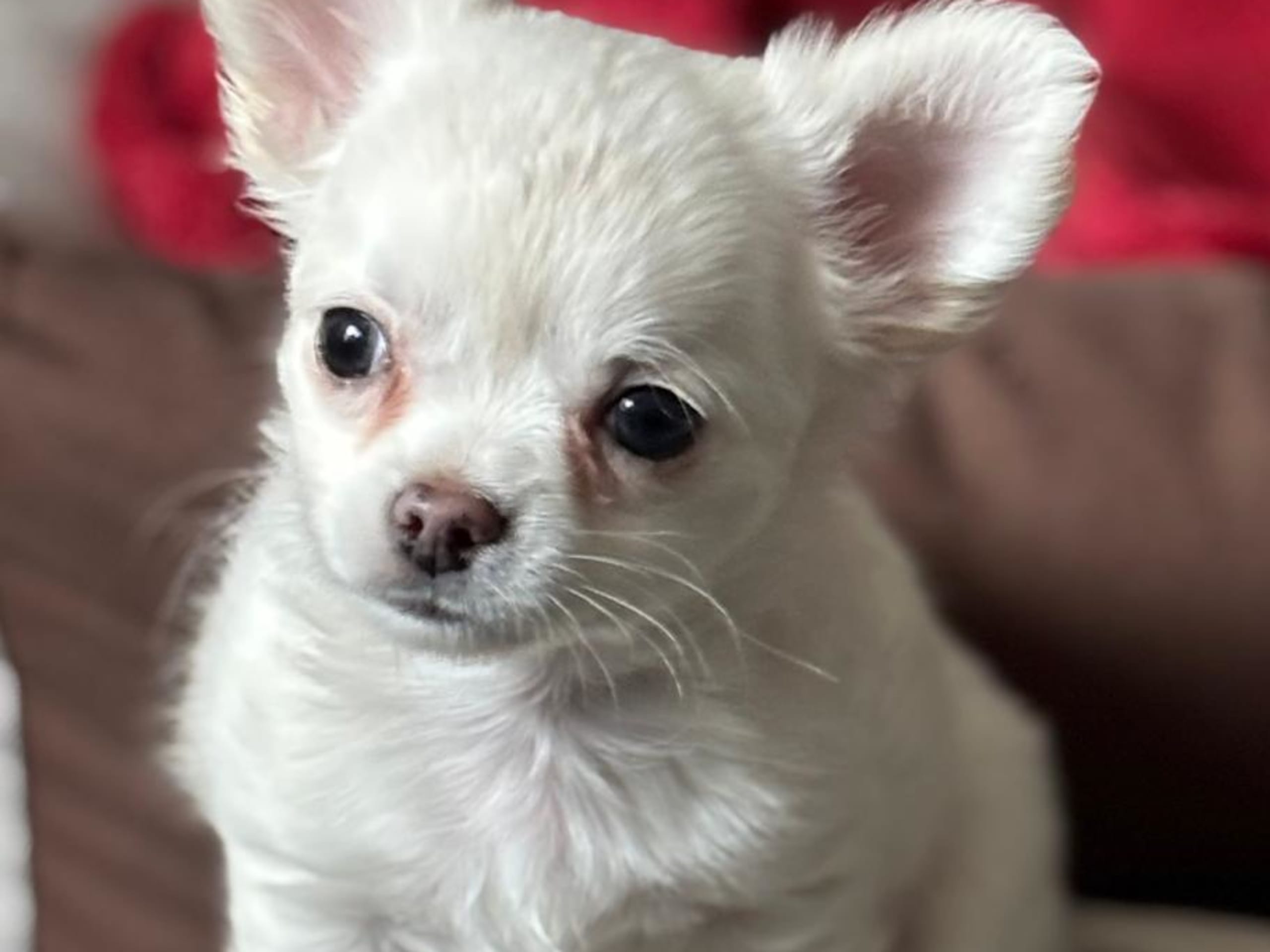 Chihuahua