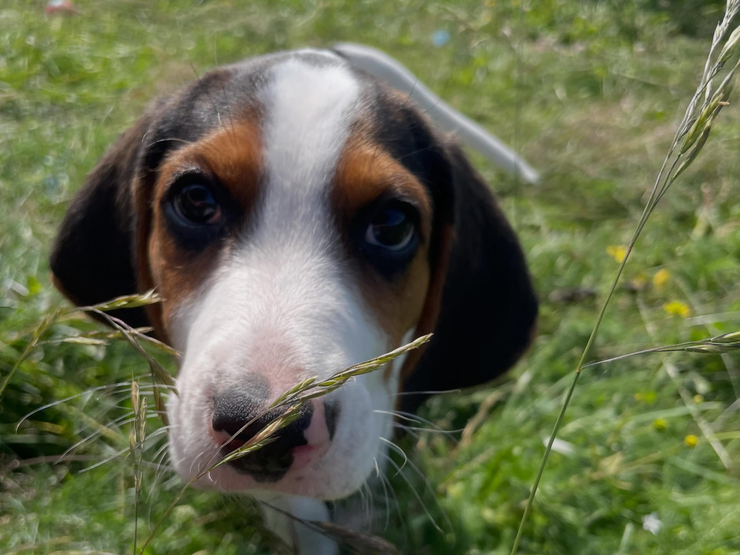 Halden Hound (Haldenstøver)