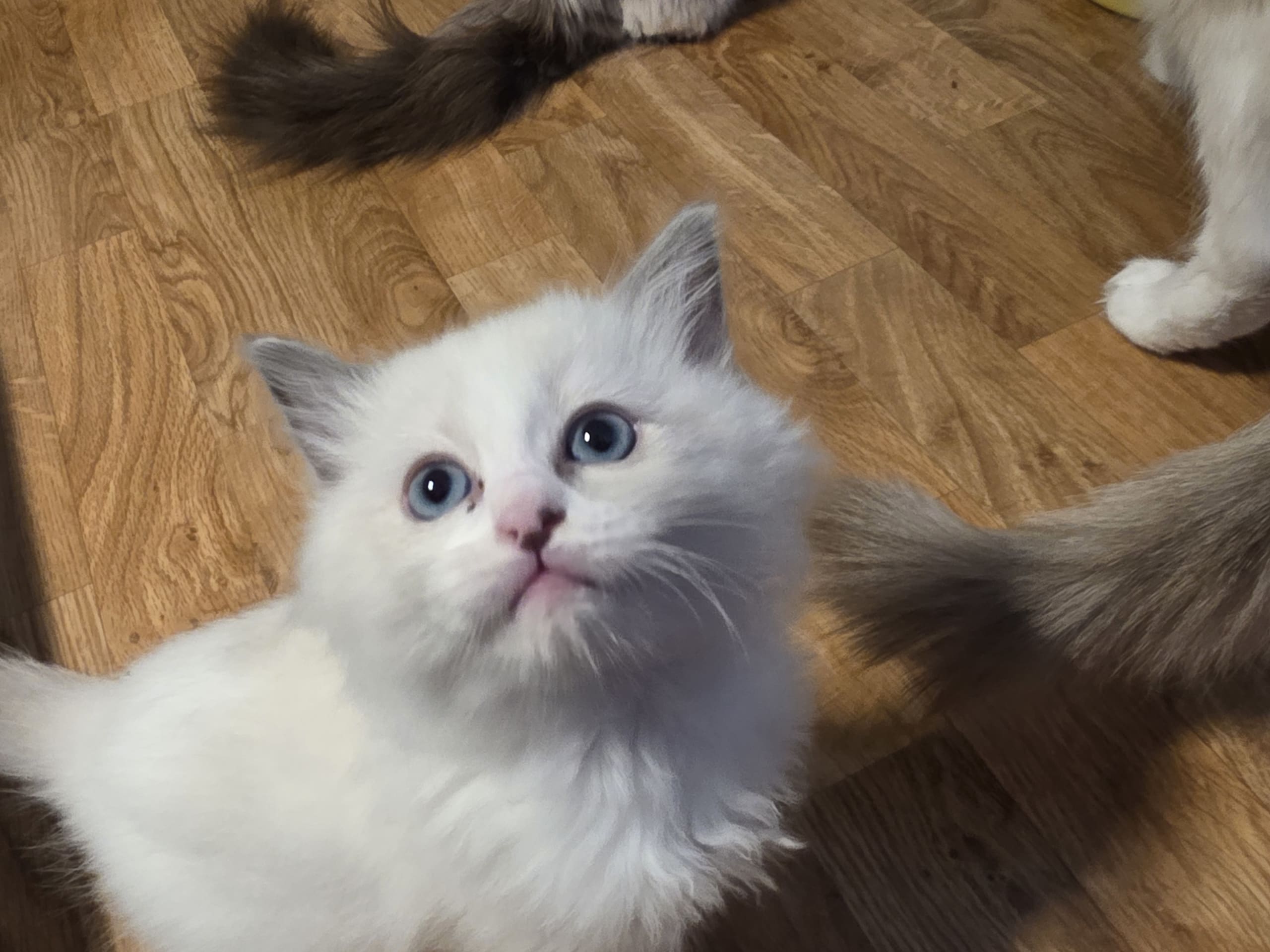 Ragdoll · Norrköping · Benjamin I.