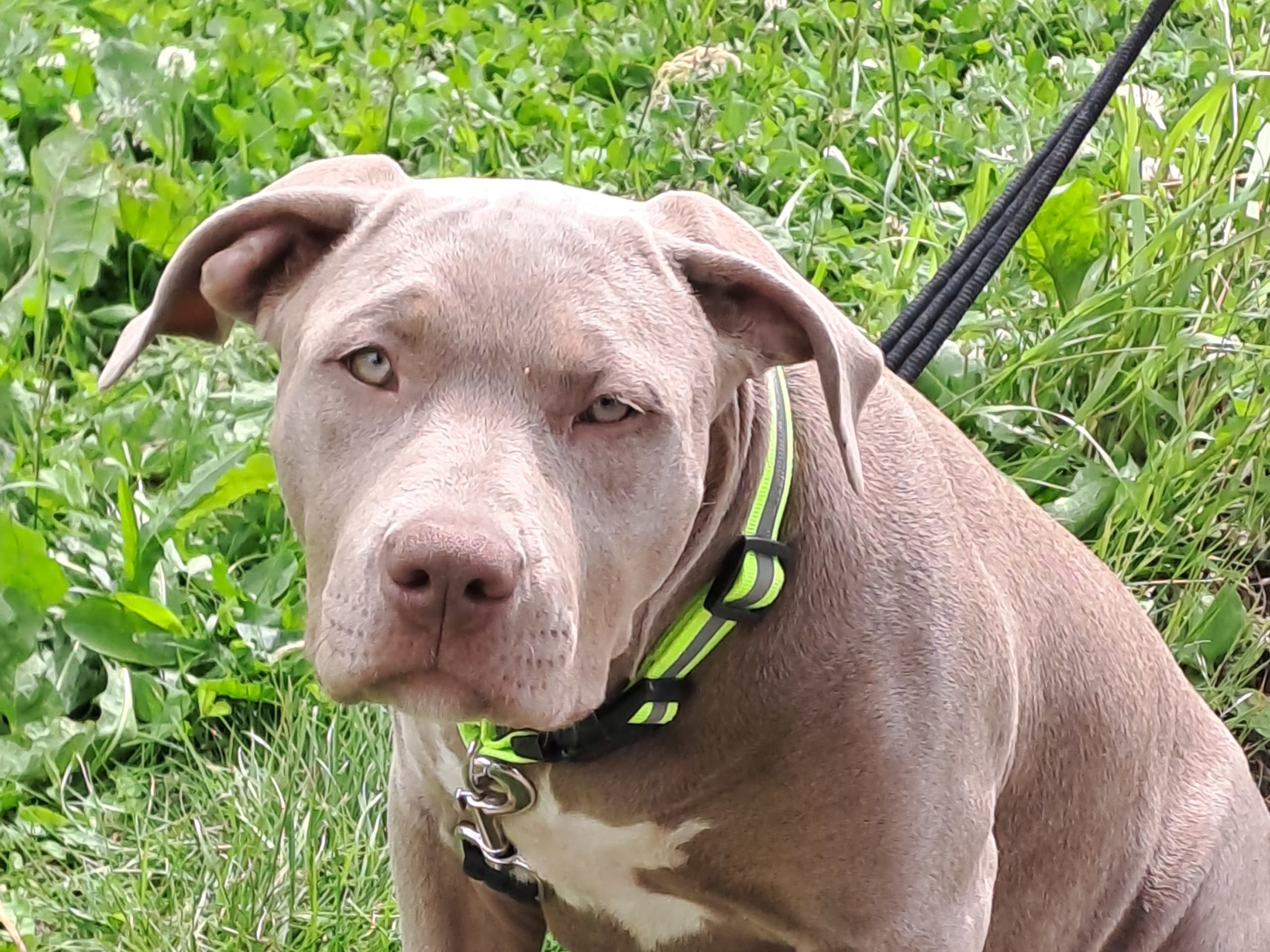 American bully · Torshälla · Emelie R.