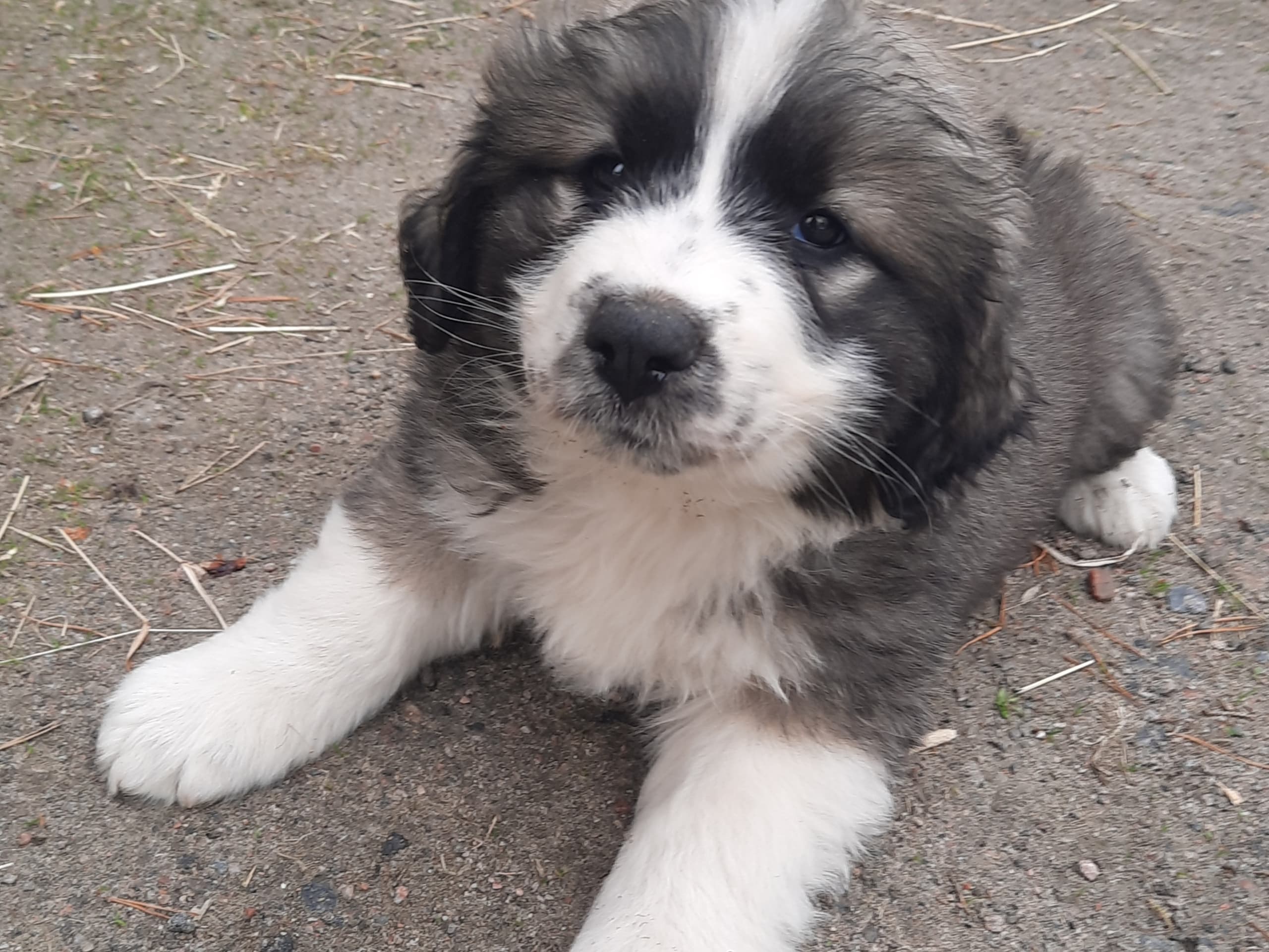 Blandras  Pyrenne/Leonberger · Nossebro · LexieLejas