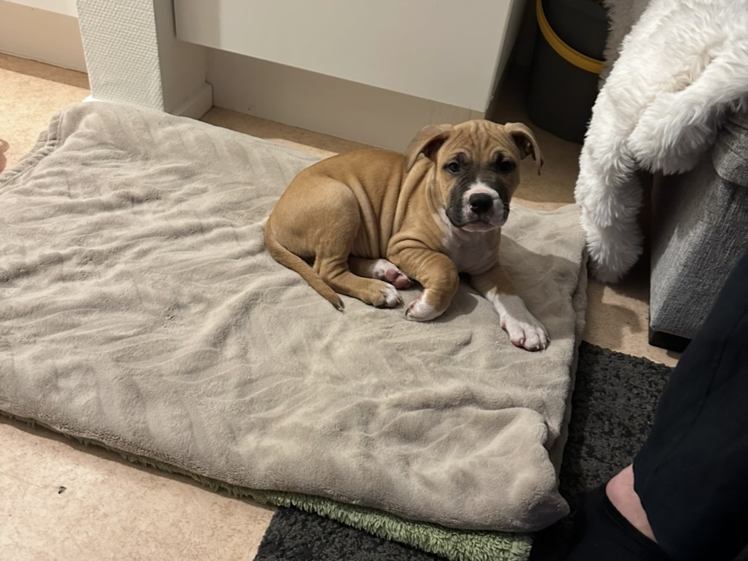 American Bully · Växjö · Nova P.