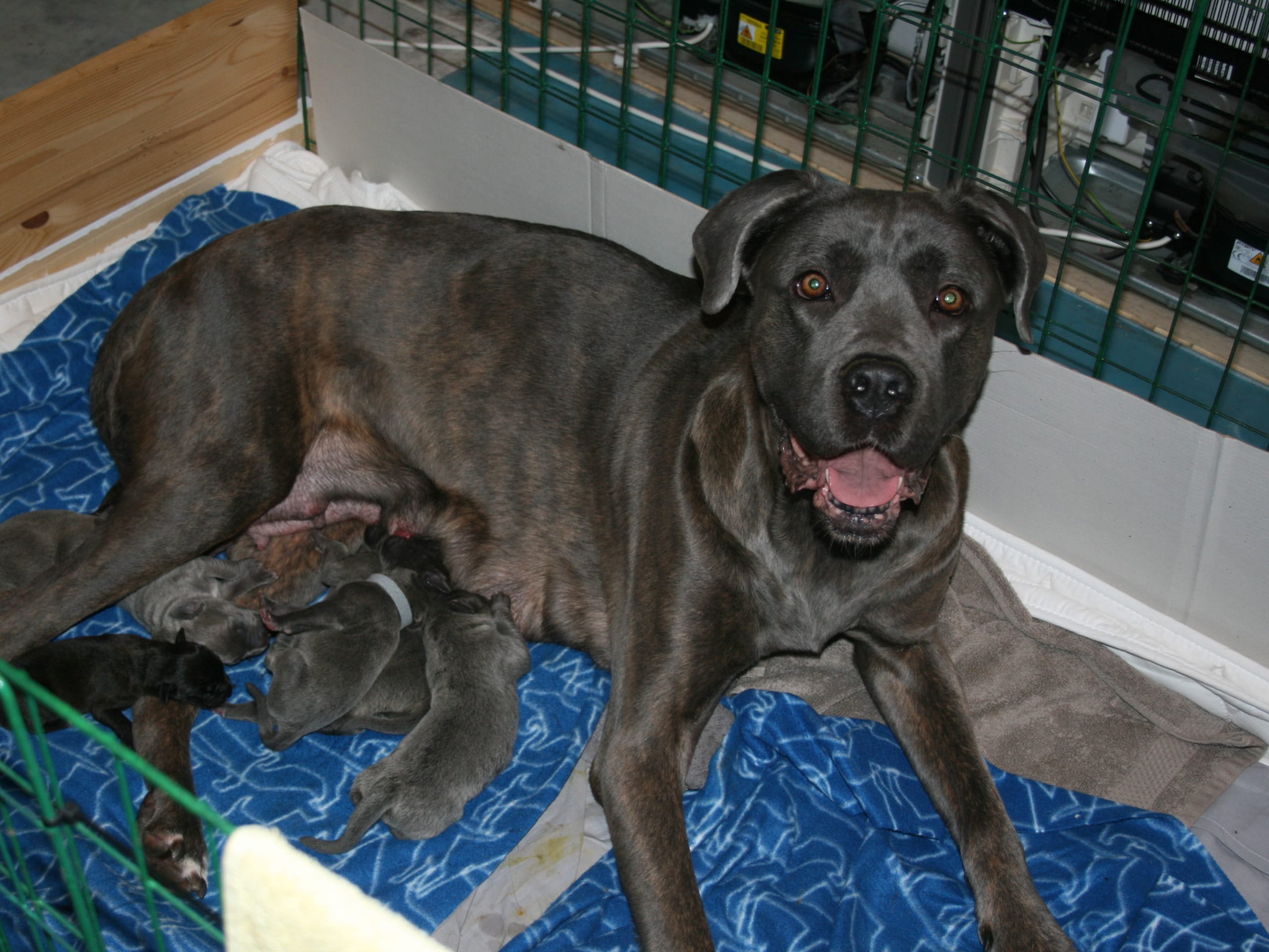 Cane corso