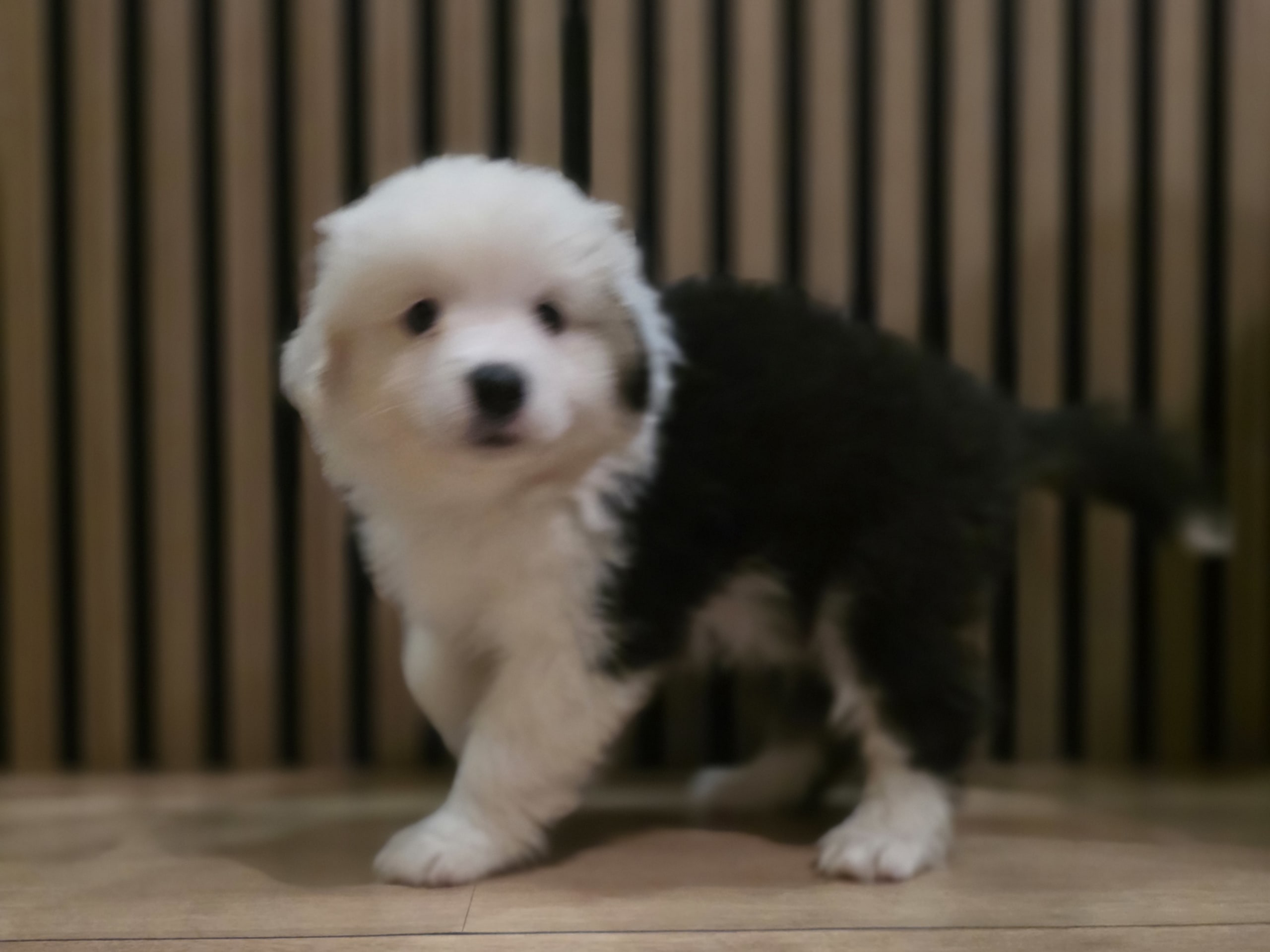Miniature american shepherd · Hyllinge · LINA B.