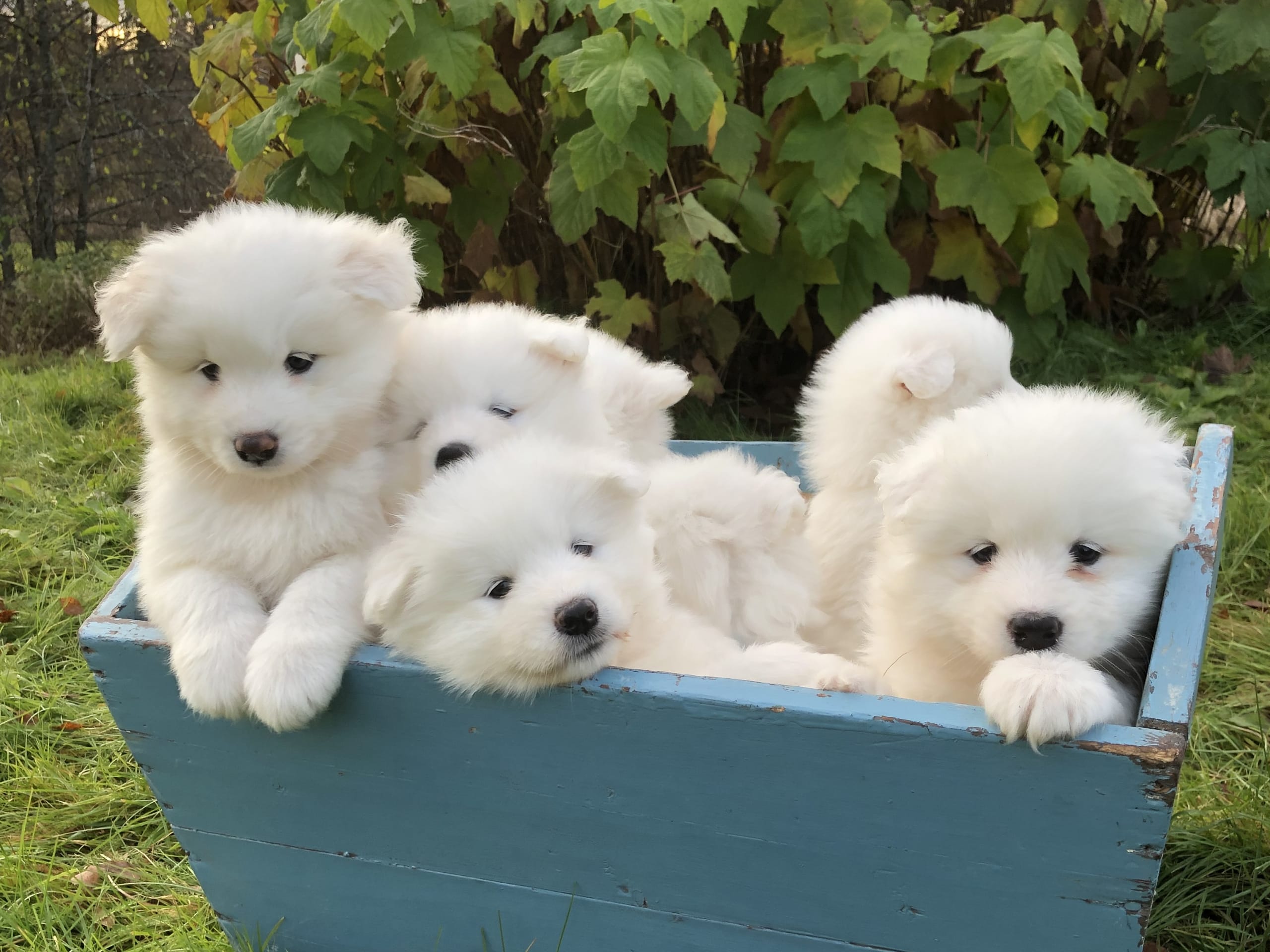 Samojedhund