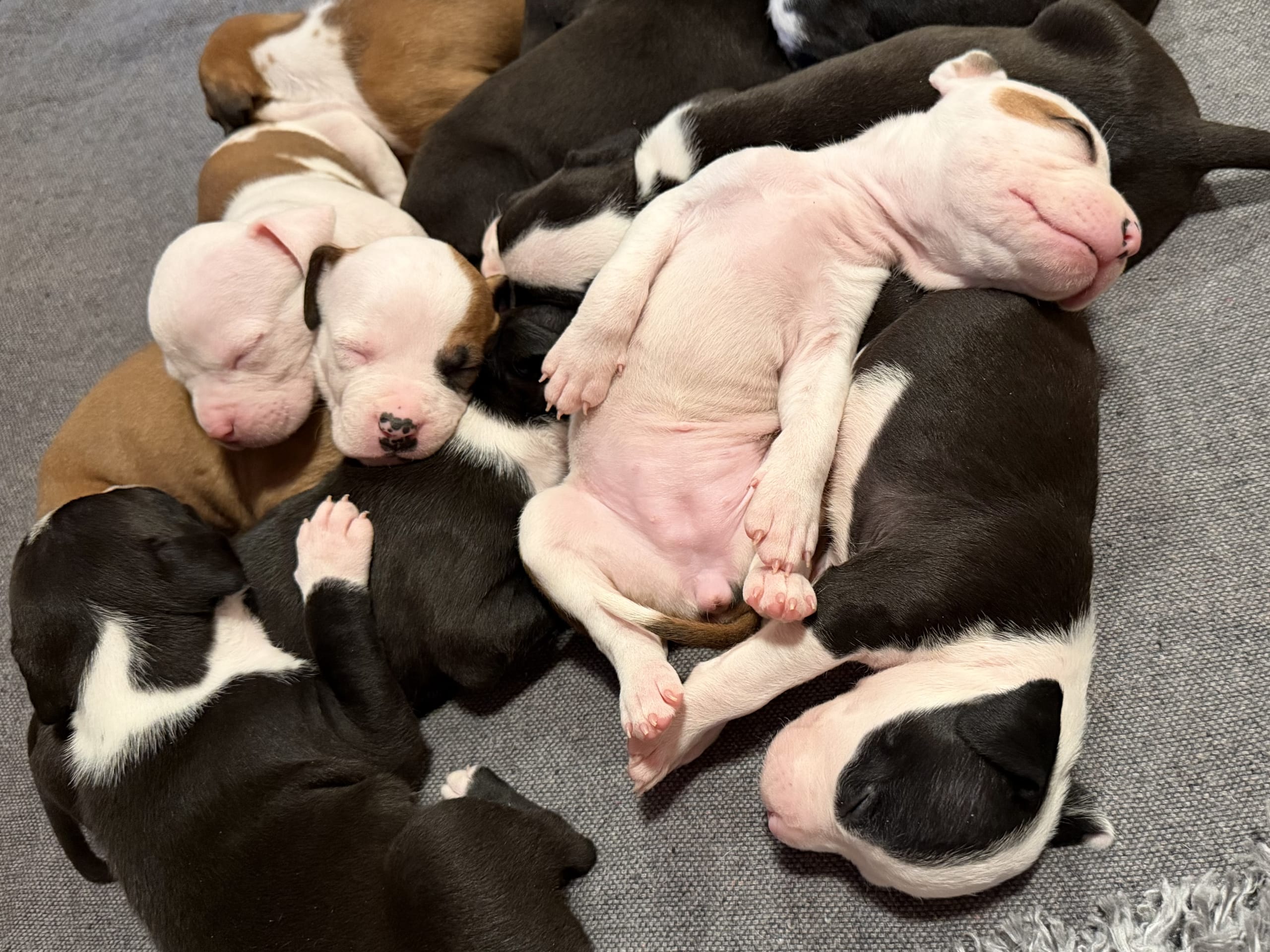 American Staffordshire Terrier