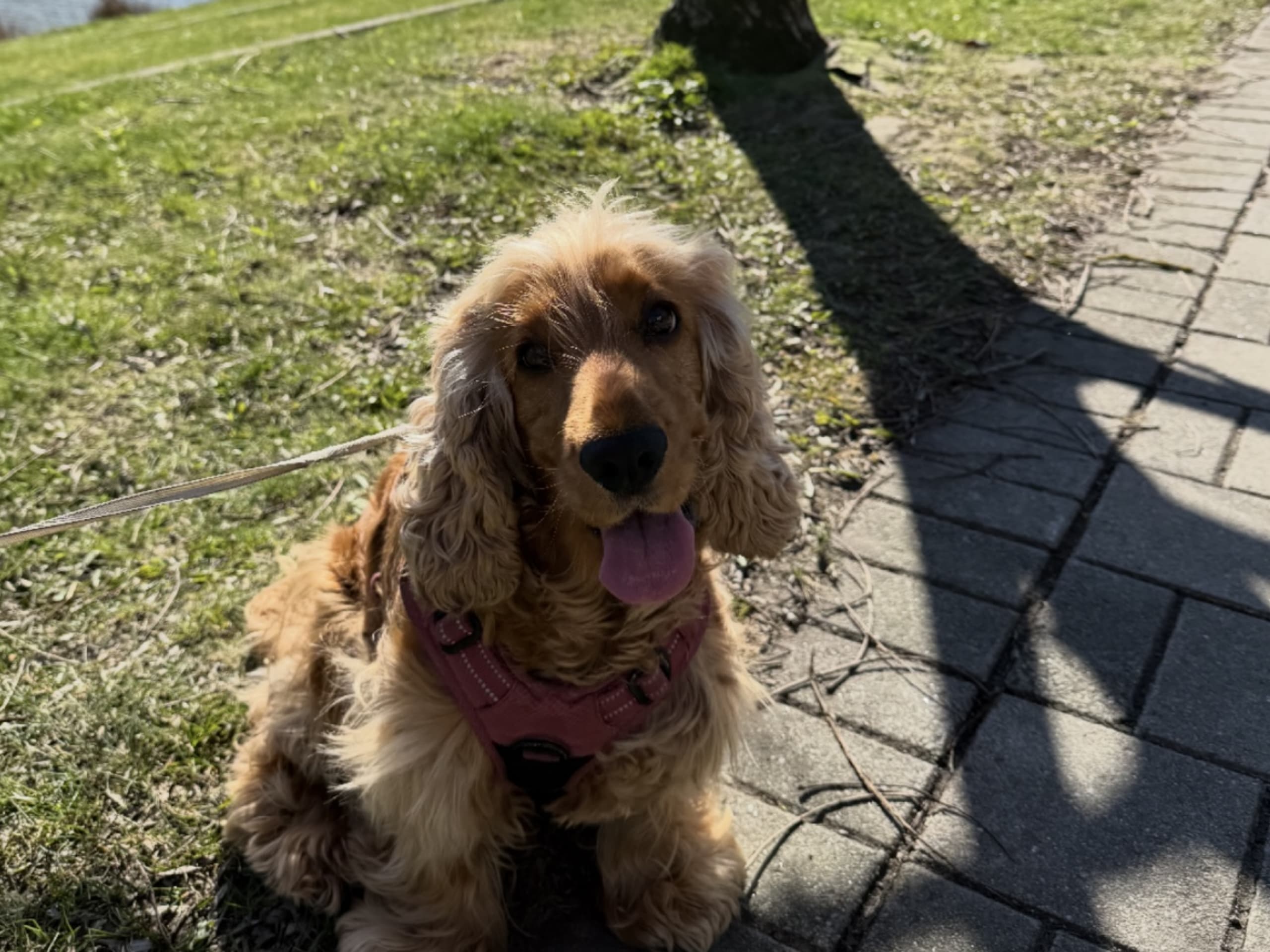 Cocker spaniel