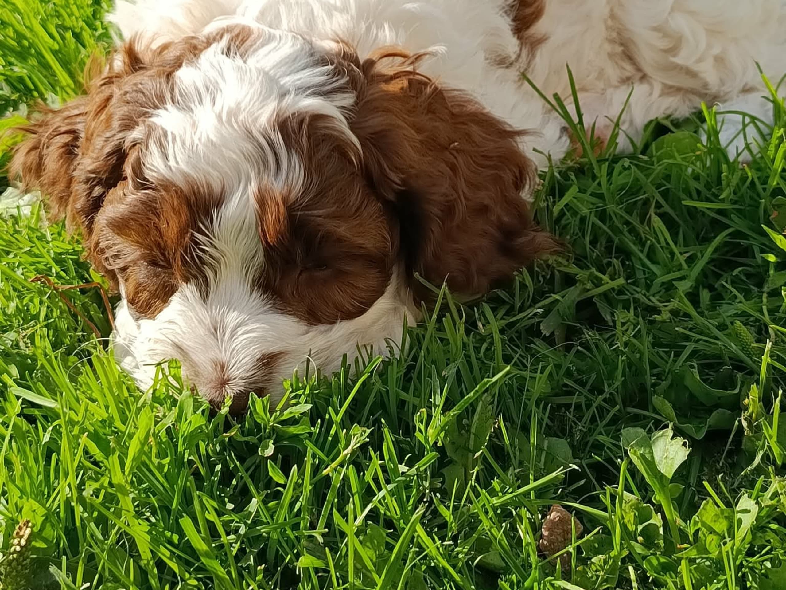 Cockerpoo · Hjortkvarn · Hjortkvarns Cavapoo