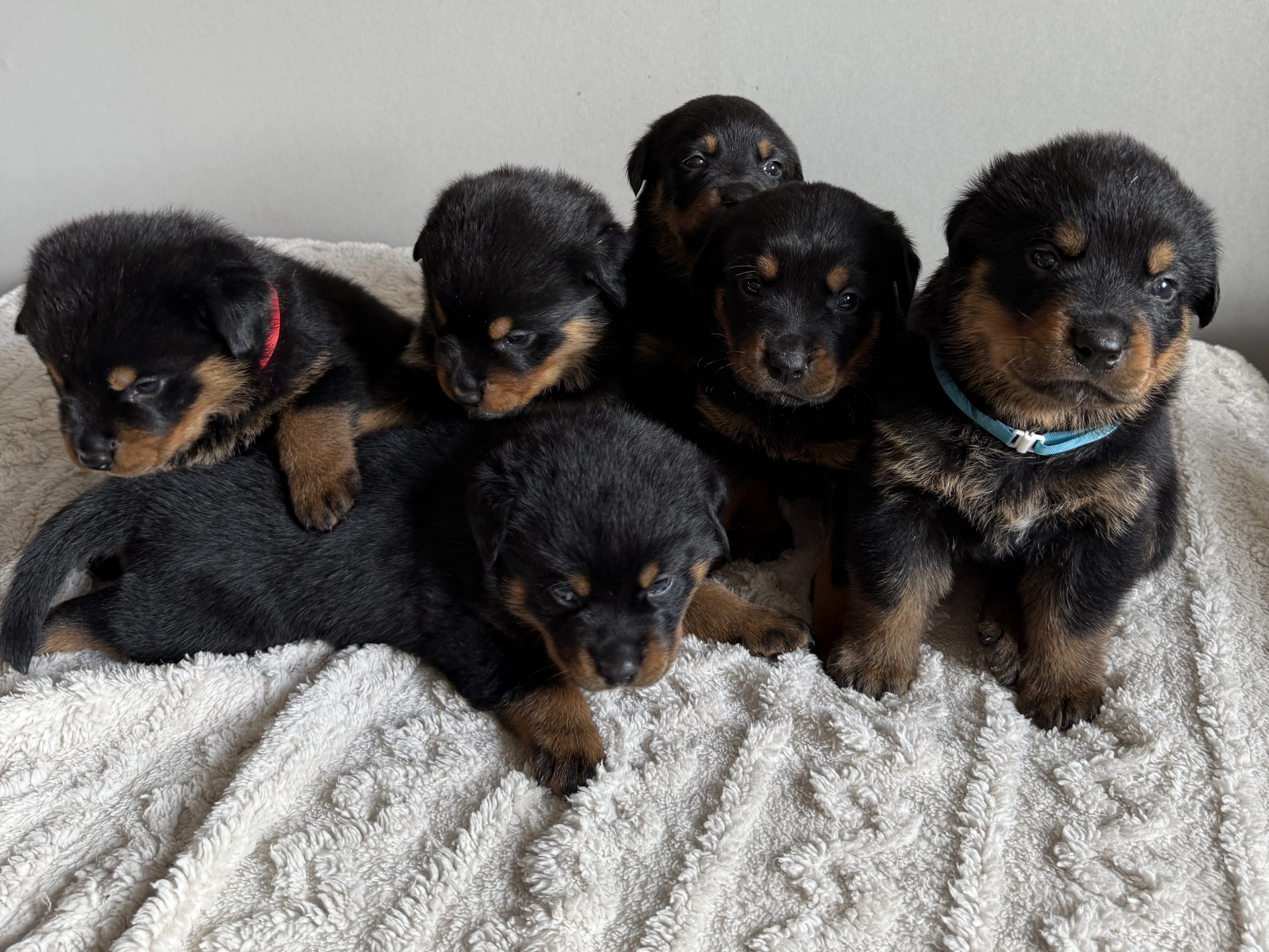 Rottweiler/American Bully XL · Gärsnäs · Helena L.