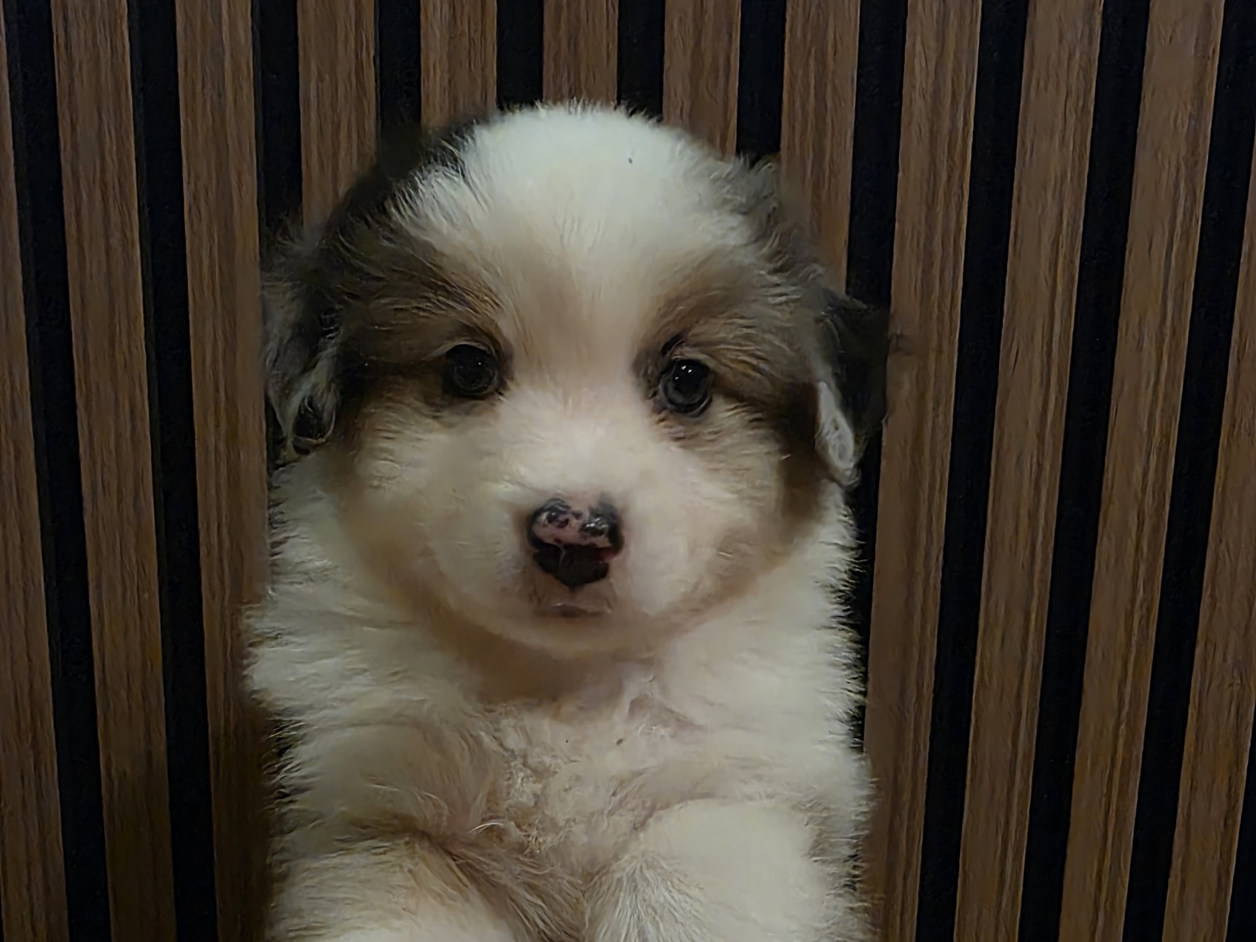 Miniature american shepherd · Hyllinge · LINA B.
