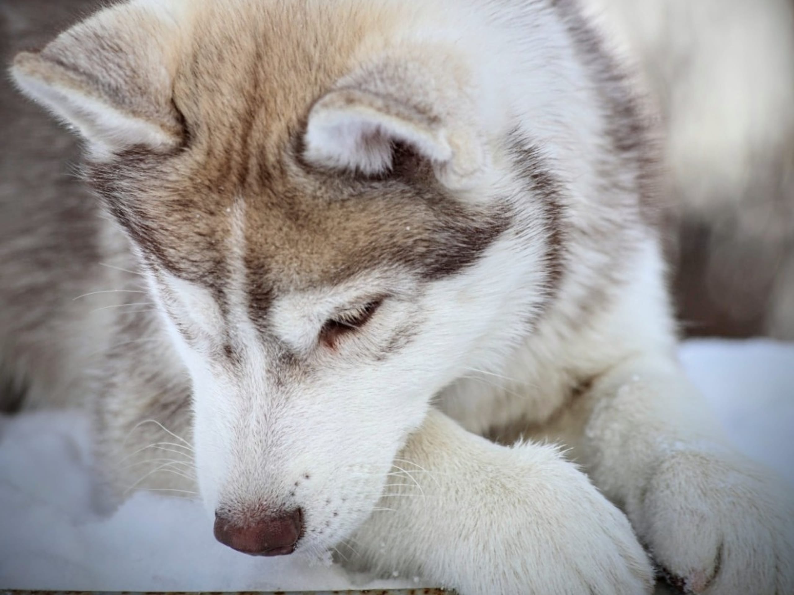 Siberian husky