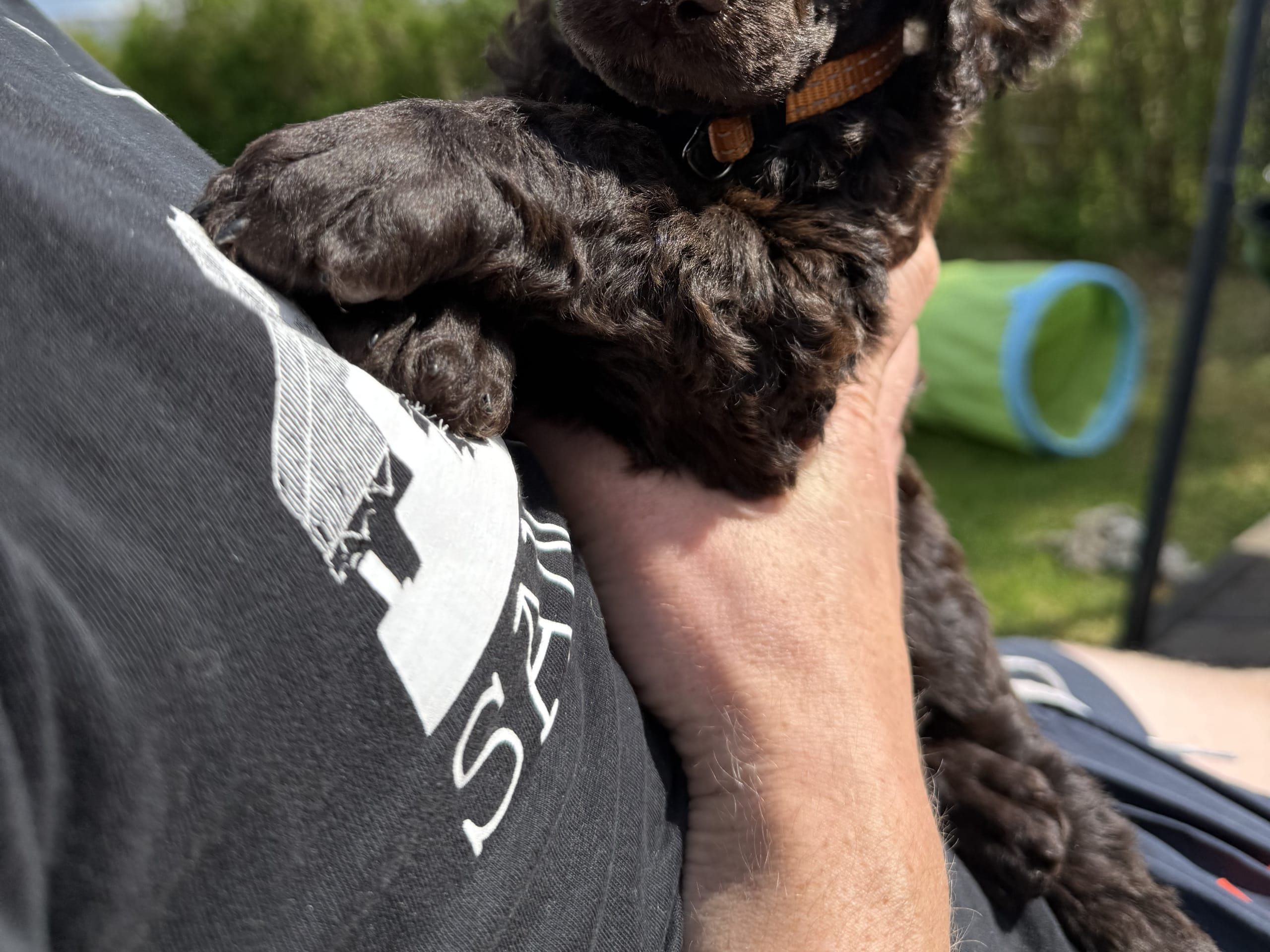 Stor puddel · Spillum · Almaluros kennel