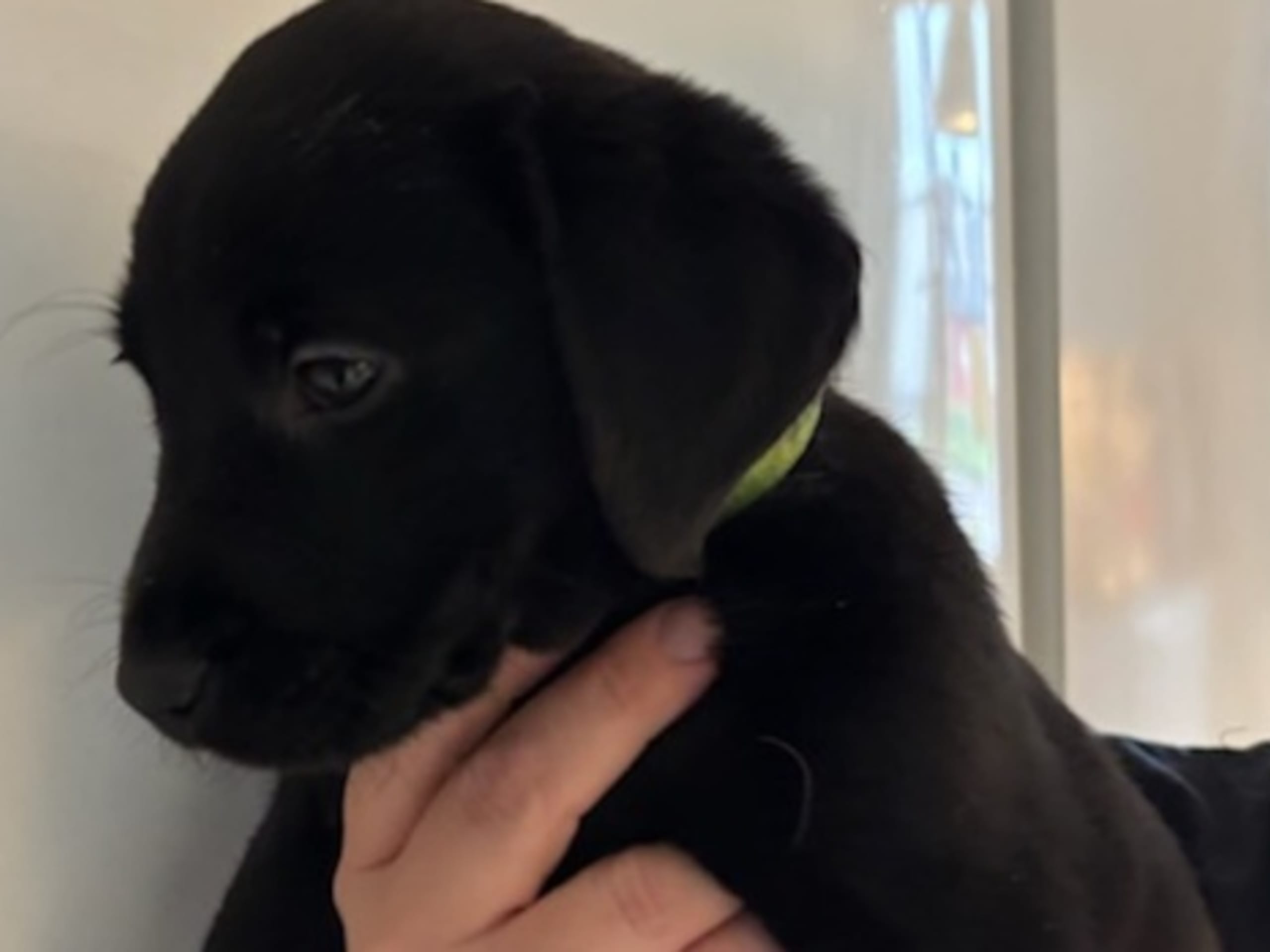 Labrador retriever